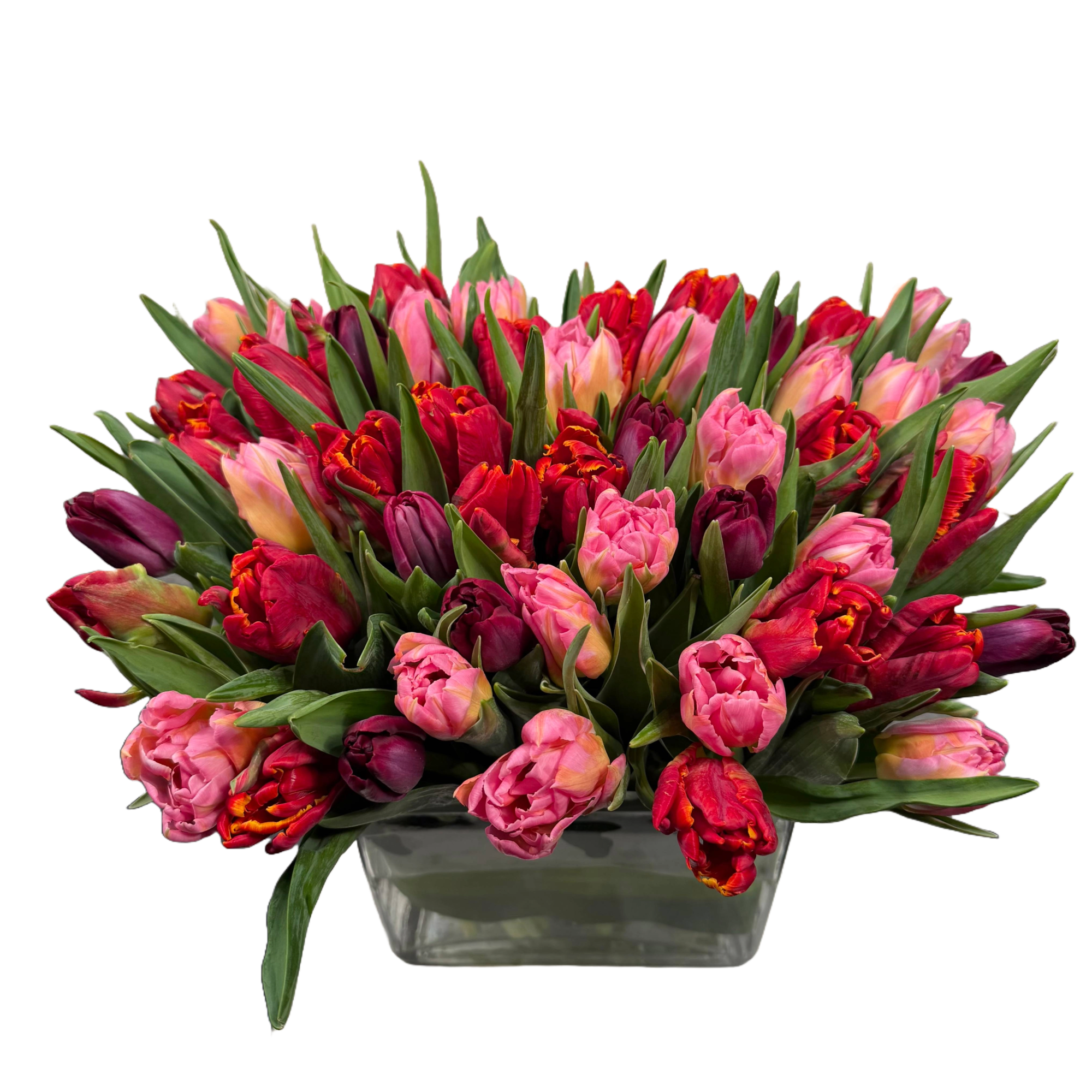 A gathering of deep red, hot pink and strong purple tulips, waiting