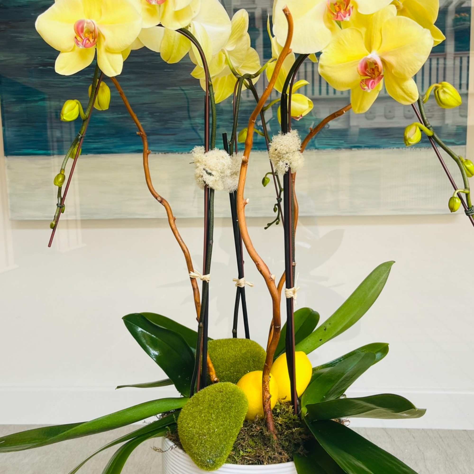 The striking Phalaenopsis orchids are among the most popular and rewarding orchids