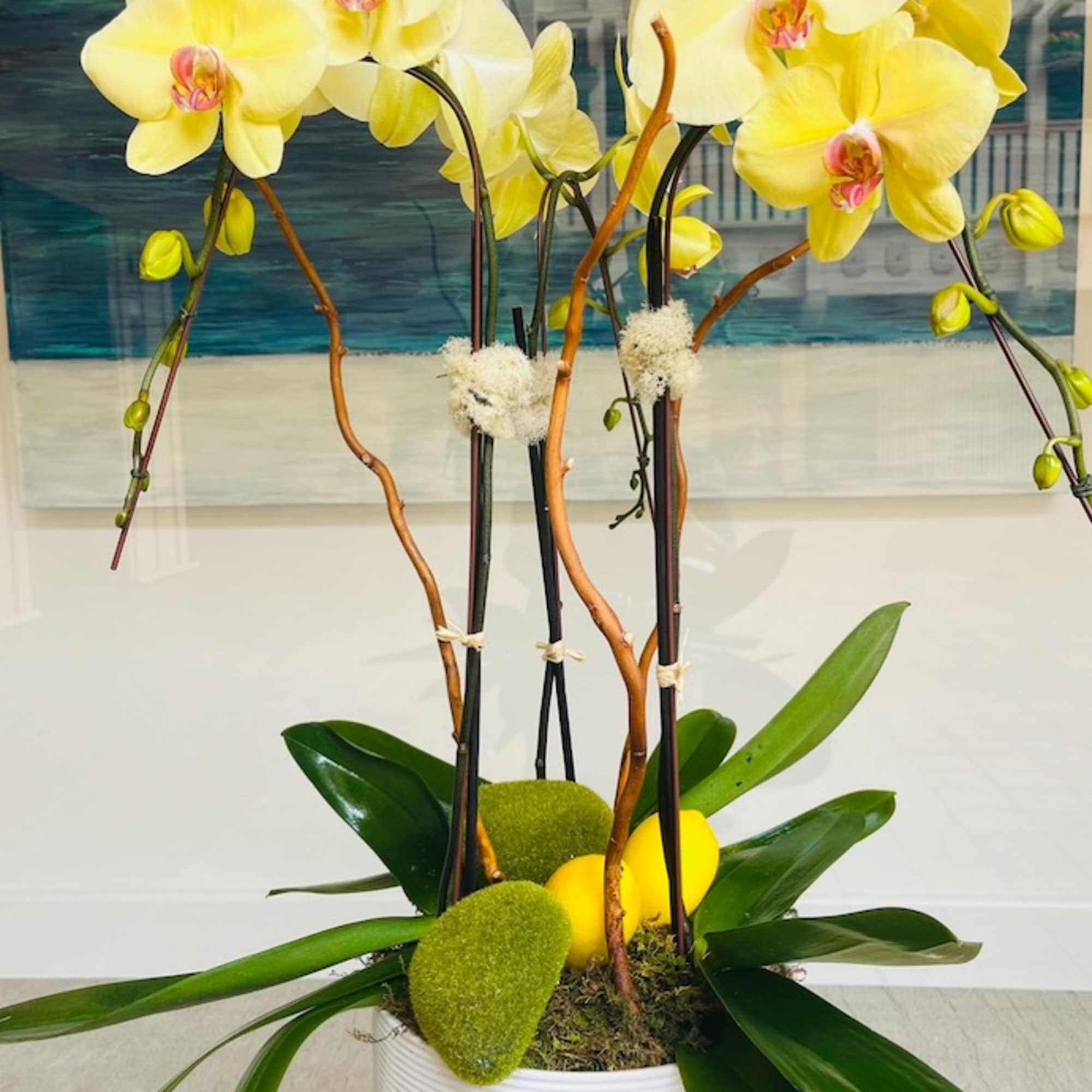 The striking Phalaenopsis orchids are among the most popular and rewarding orchids