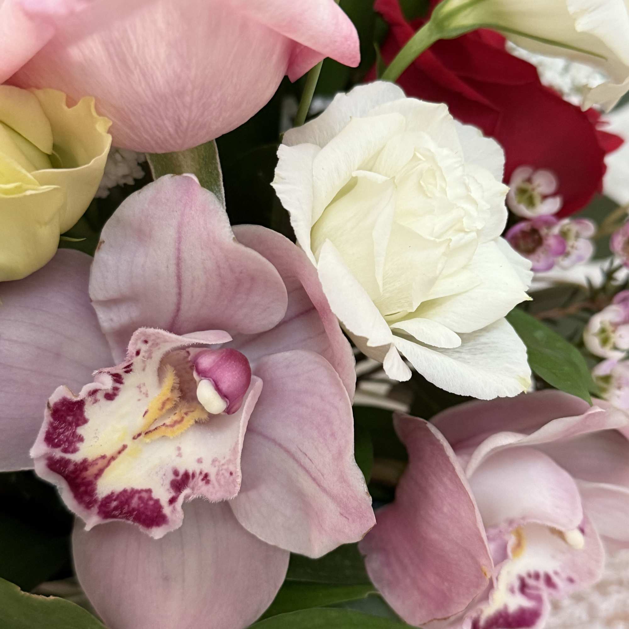 Lux arrangement with Tulips, Orchids, Roses, Lisianthus, wax flower stock flower with