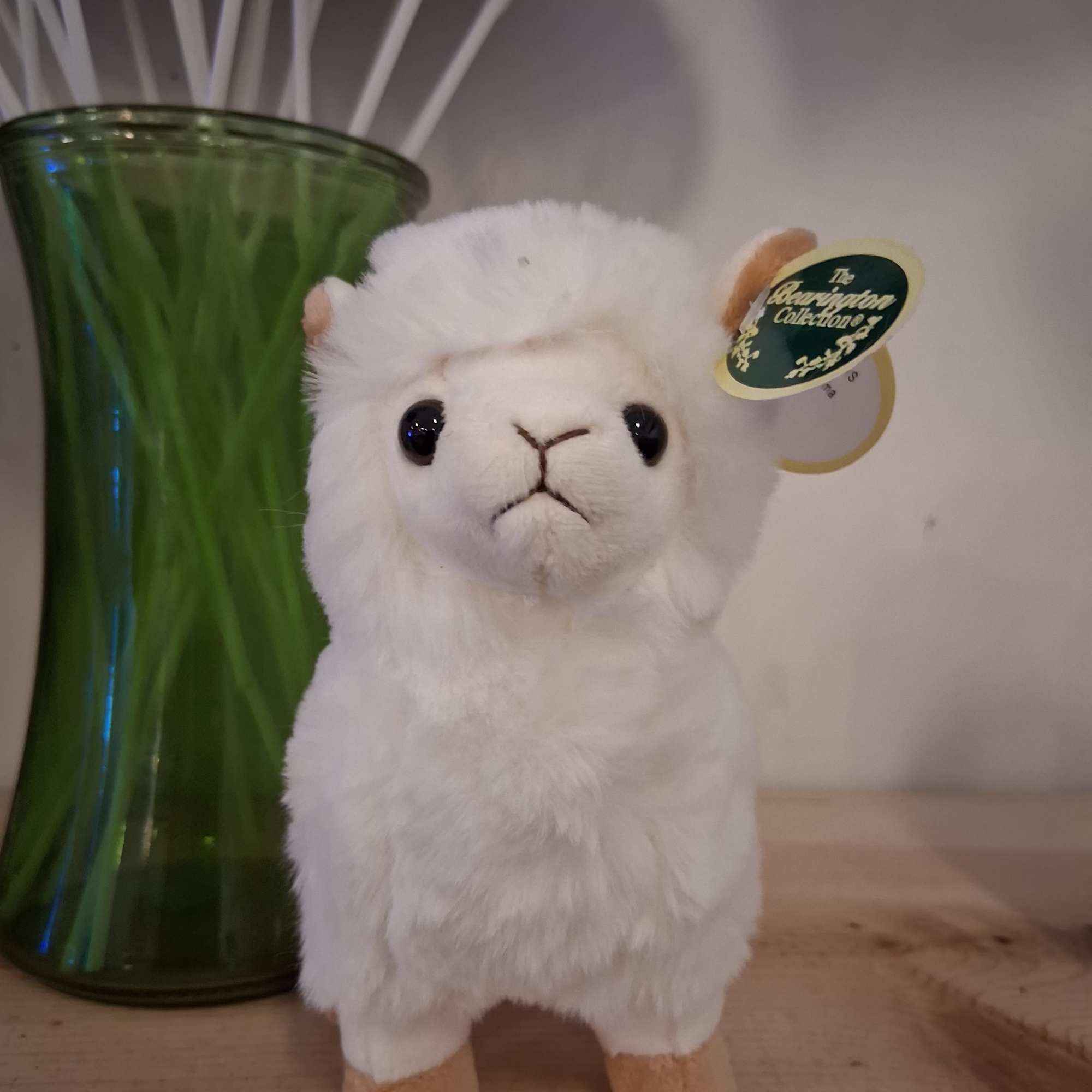 Cute sweet white baby lama Lil Alma makes you feel worm winter