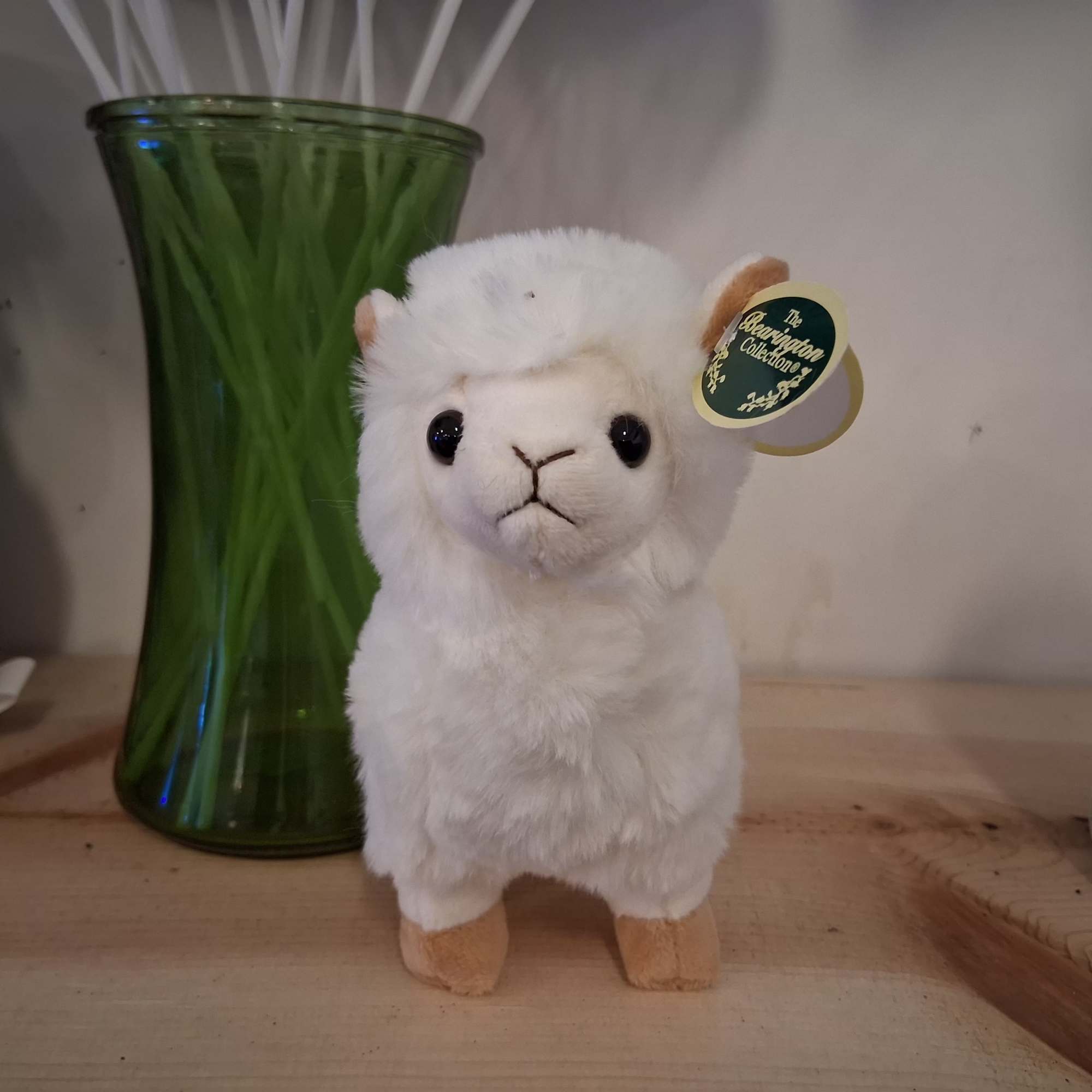 Cute sweet white baby lama Lil Alma makes you feel worm winter