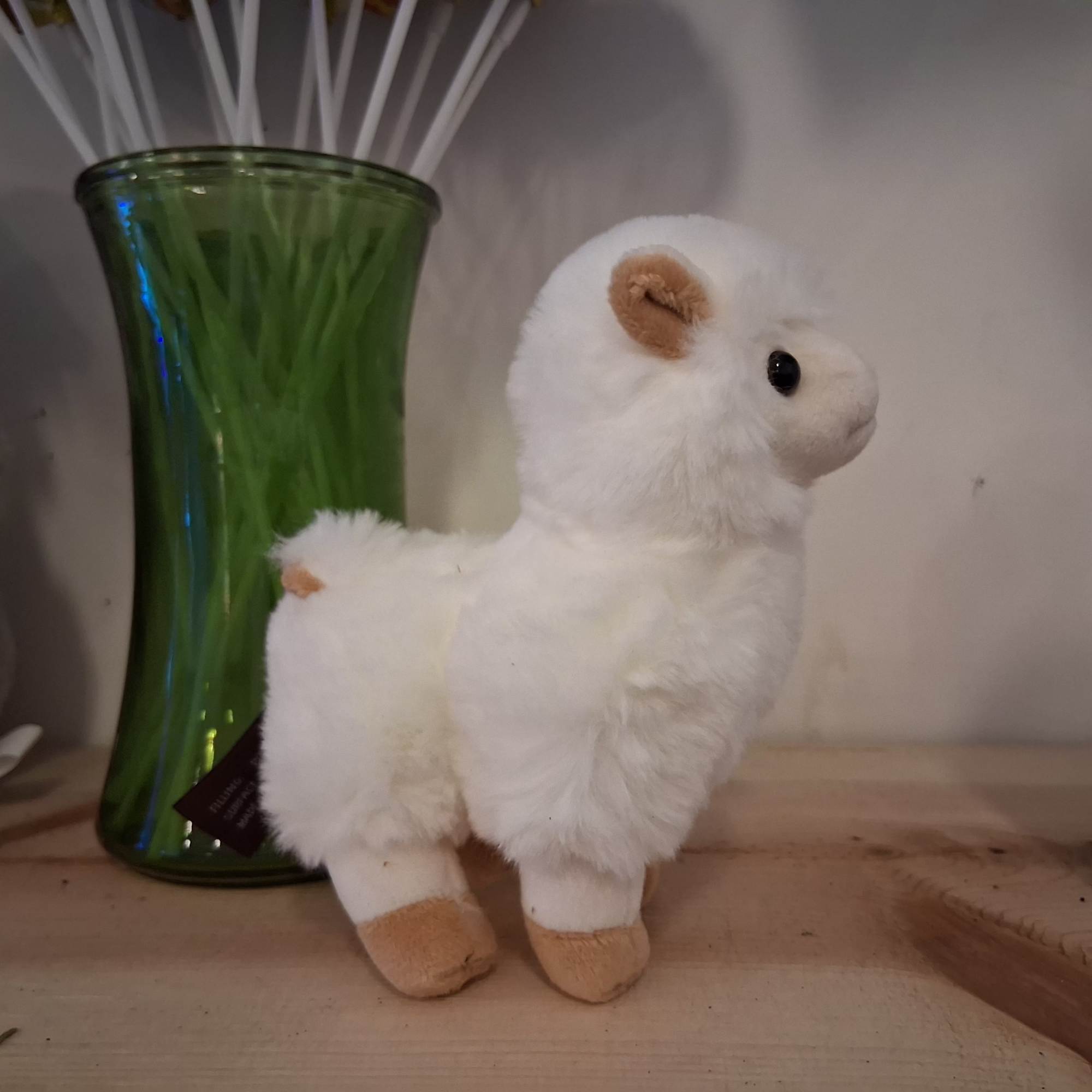 Cute sweet white baby lama Lil Alma makes you feel worm winter