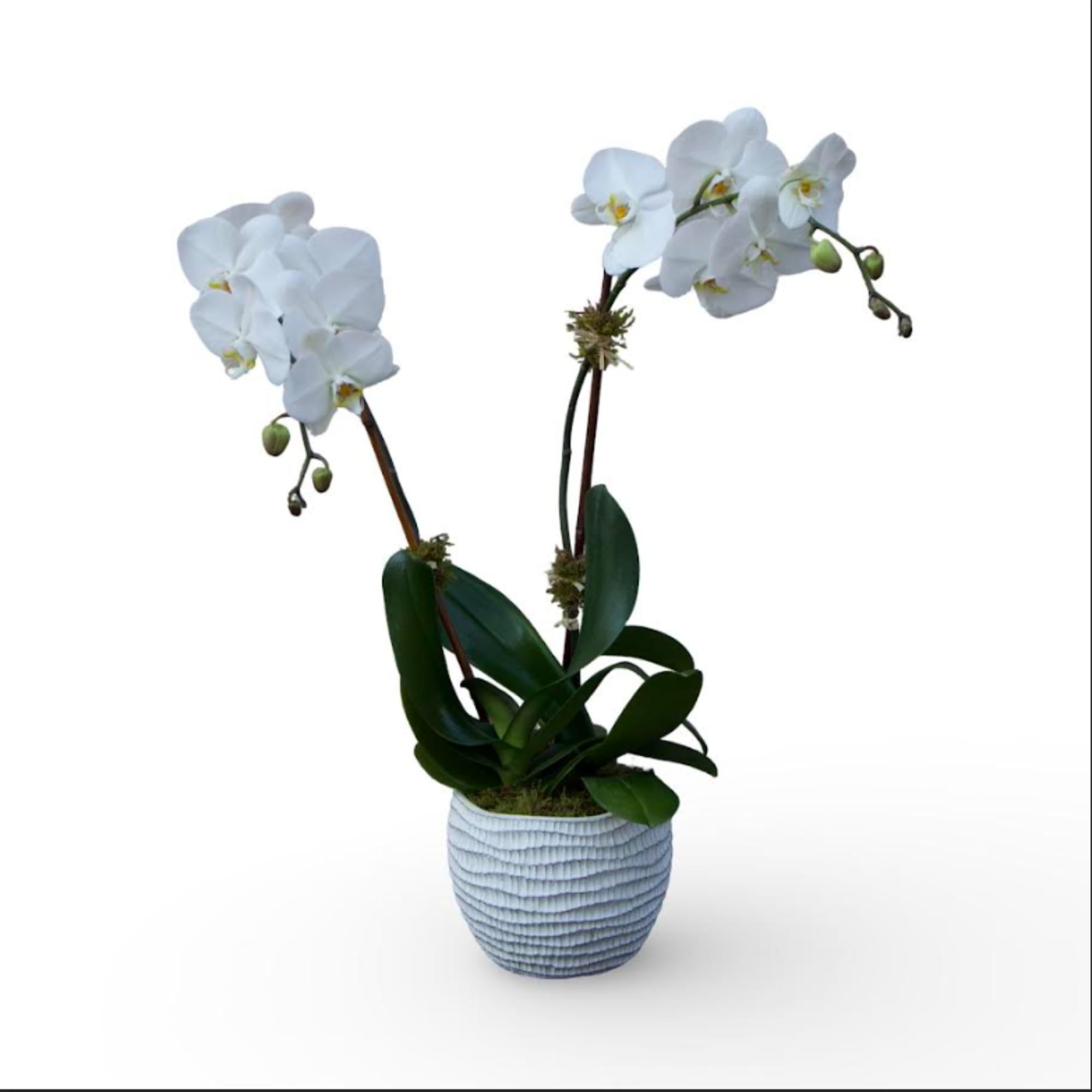 A graceful Two-stem white phalenopsis orchid presented in a modern decorative planter.