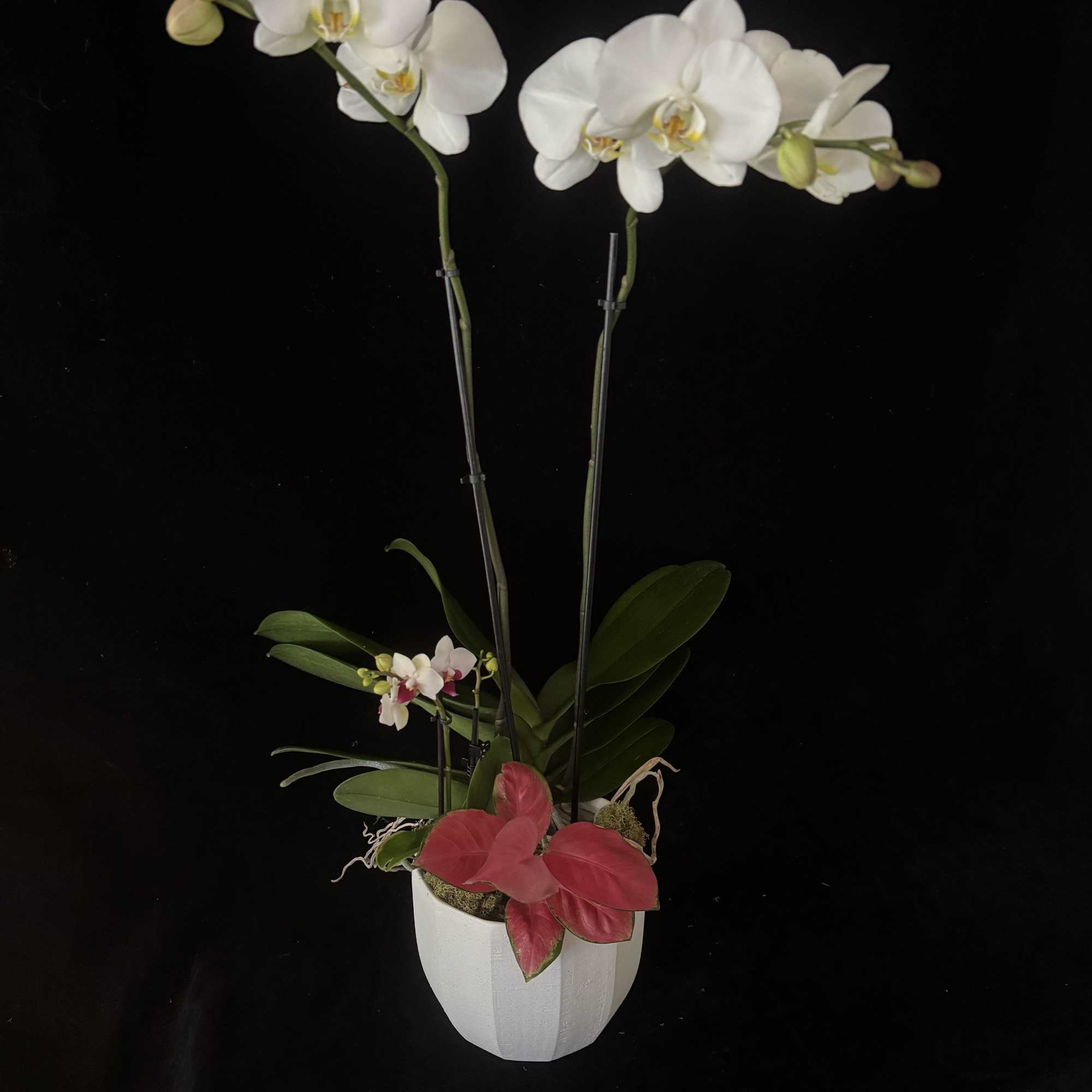 A beautiful, double spike Orchid in flower, planted in a modern Ceramic