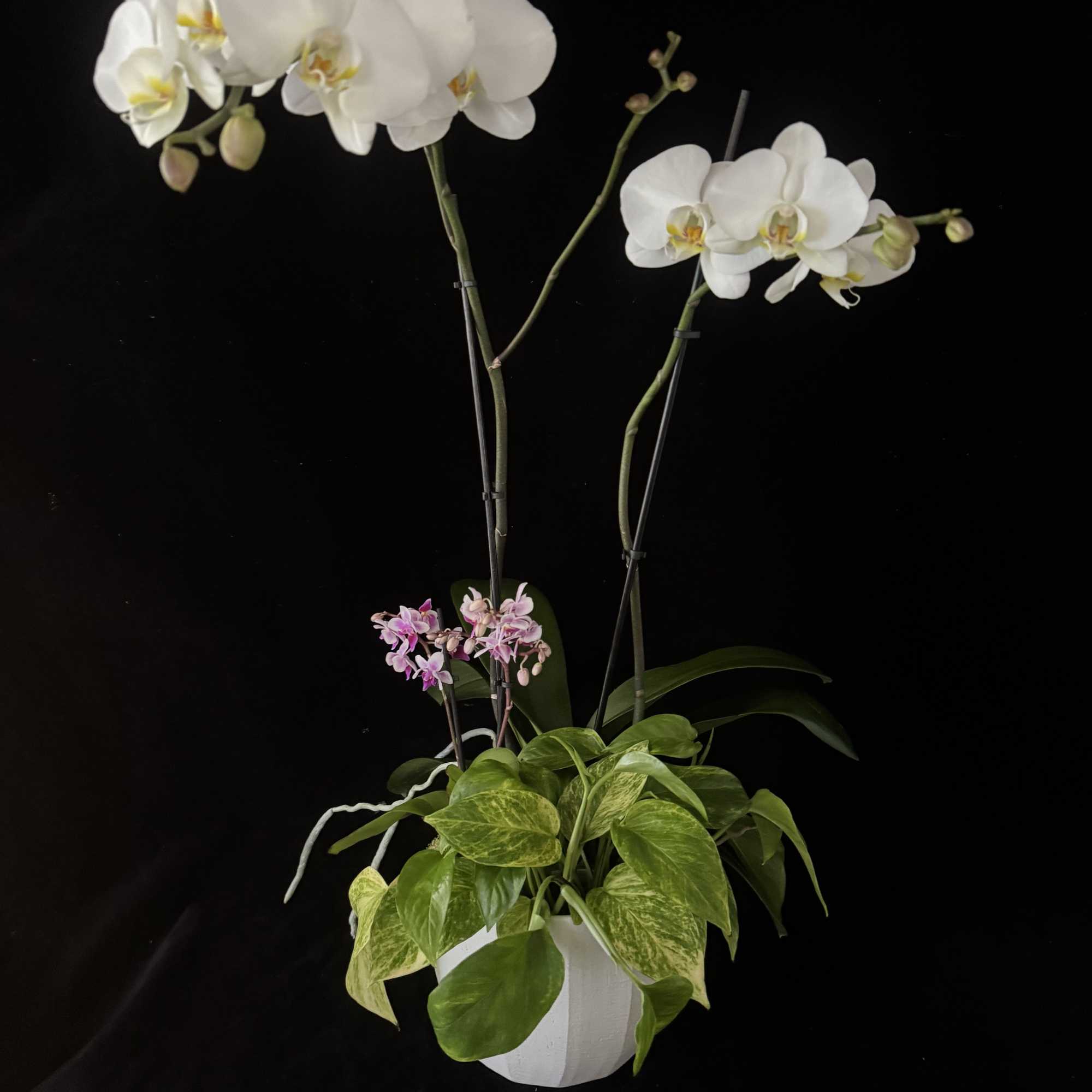 A beautiful, double spike Orchid in flower, planted in a modern Ceramic