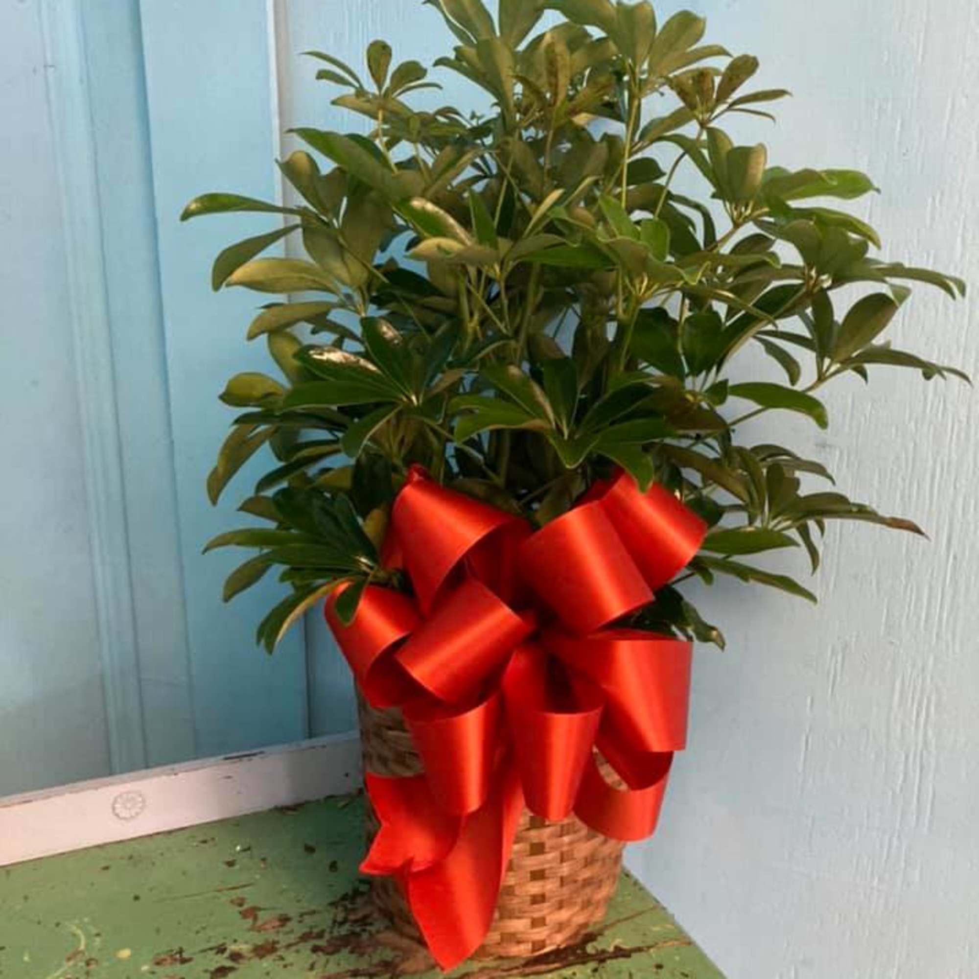 Indoor green plants can be the perfect item to send. Available in