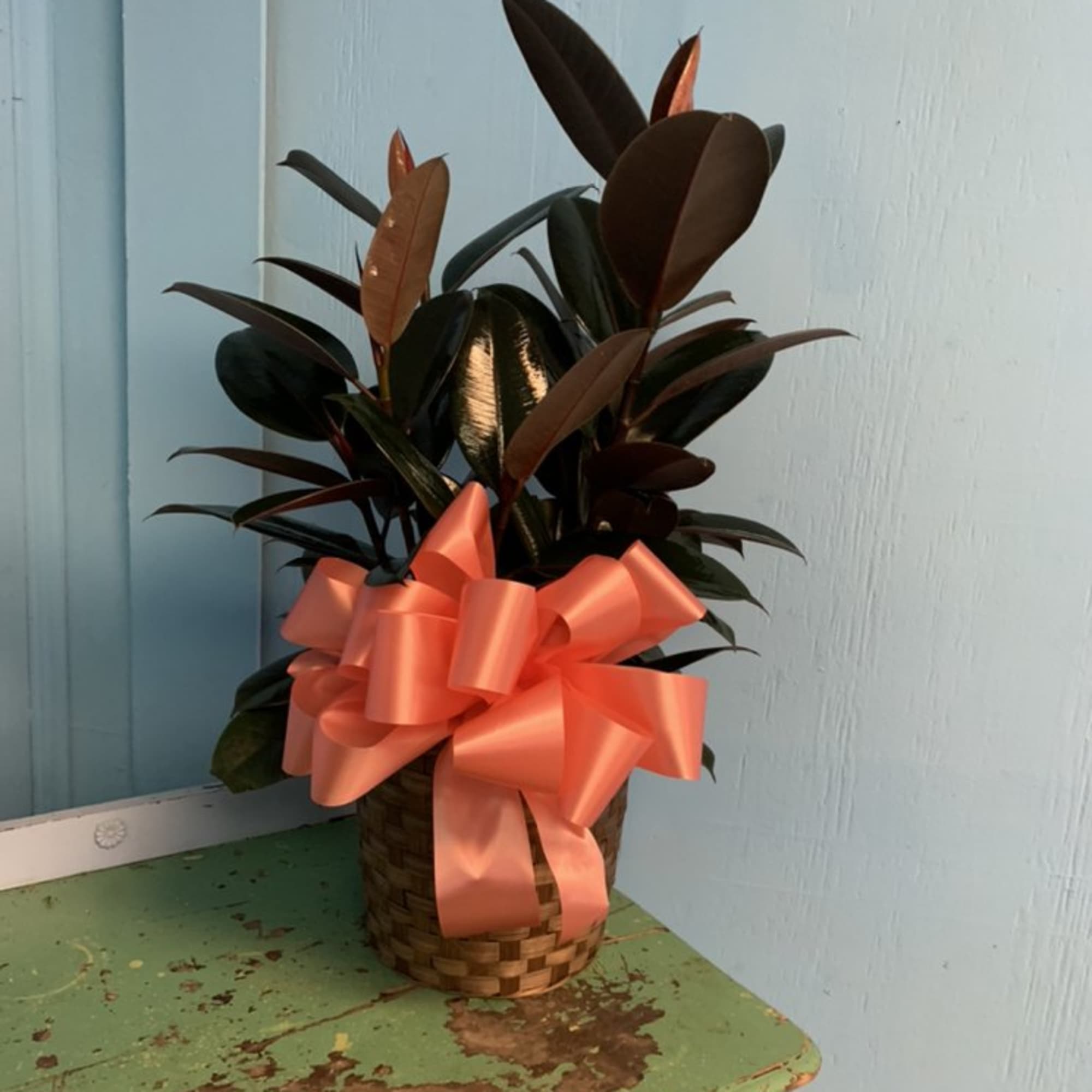 Indoor green plants can be the perfect item to send. Available in