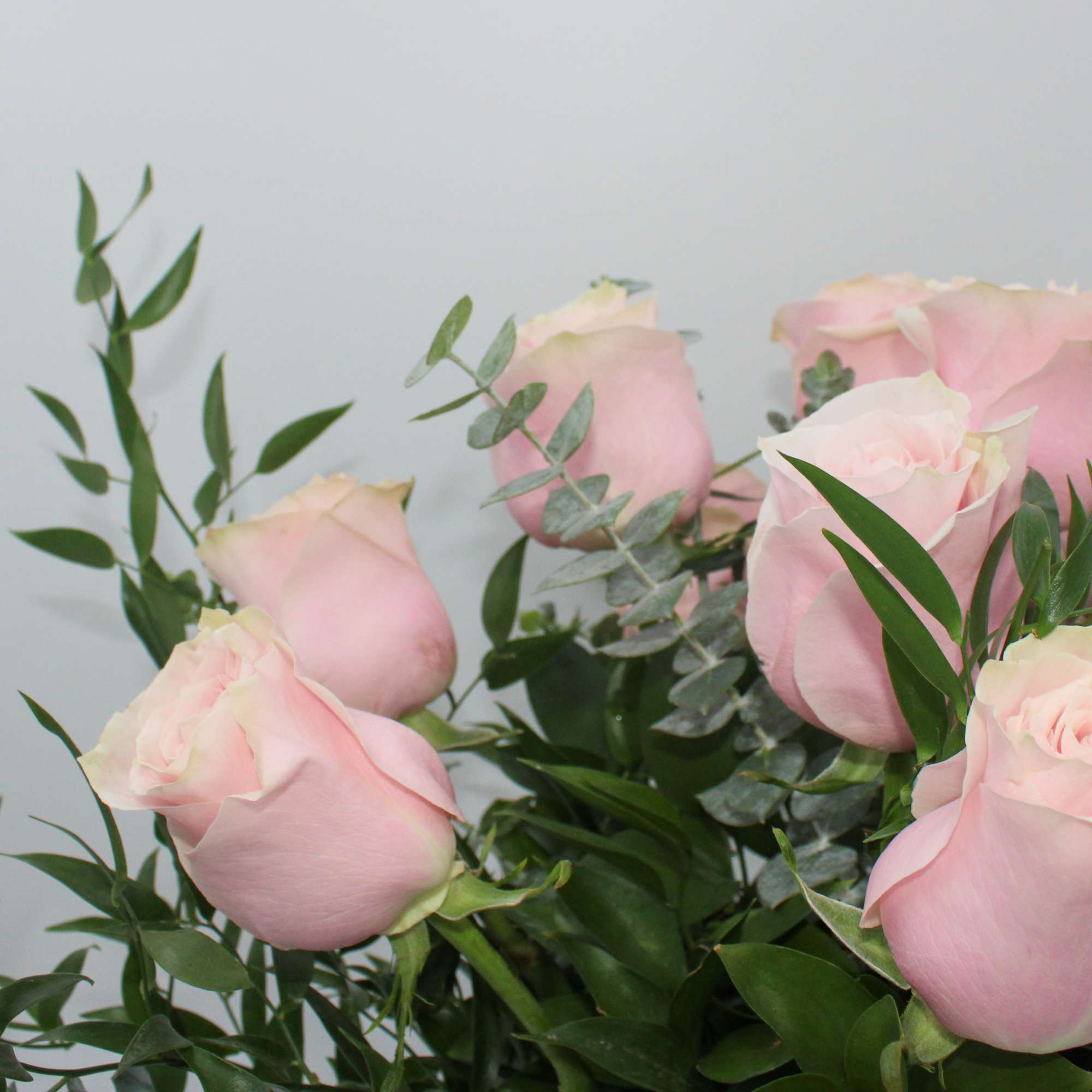 A Classic one dozen Ecuadorian Long Stem Pink Roses with Ruscus and