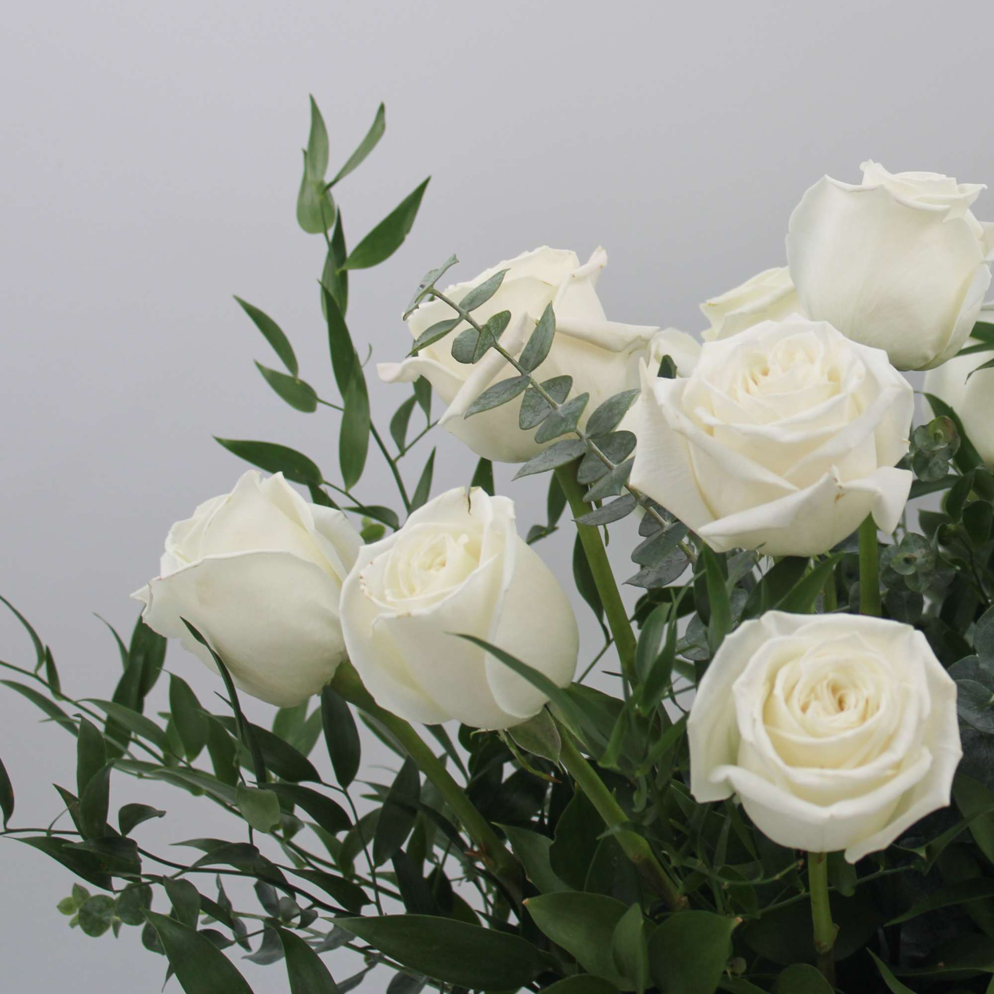 A Classic one dozen Ecuadorian Long Stem White Roses with Ruscus and