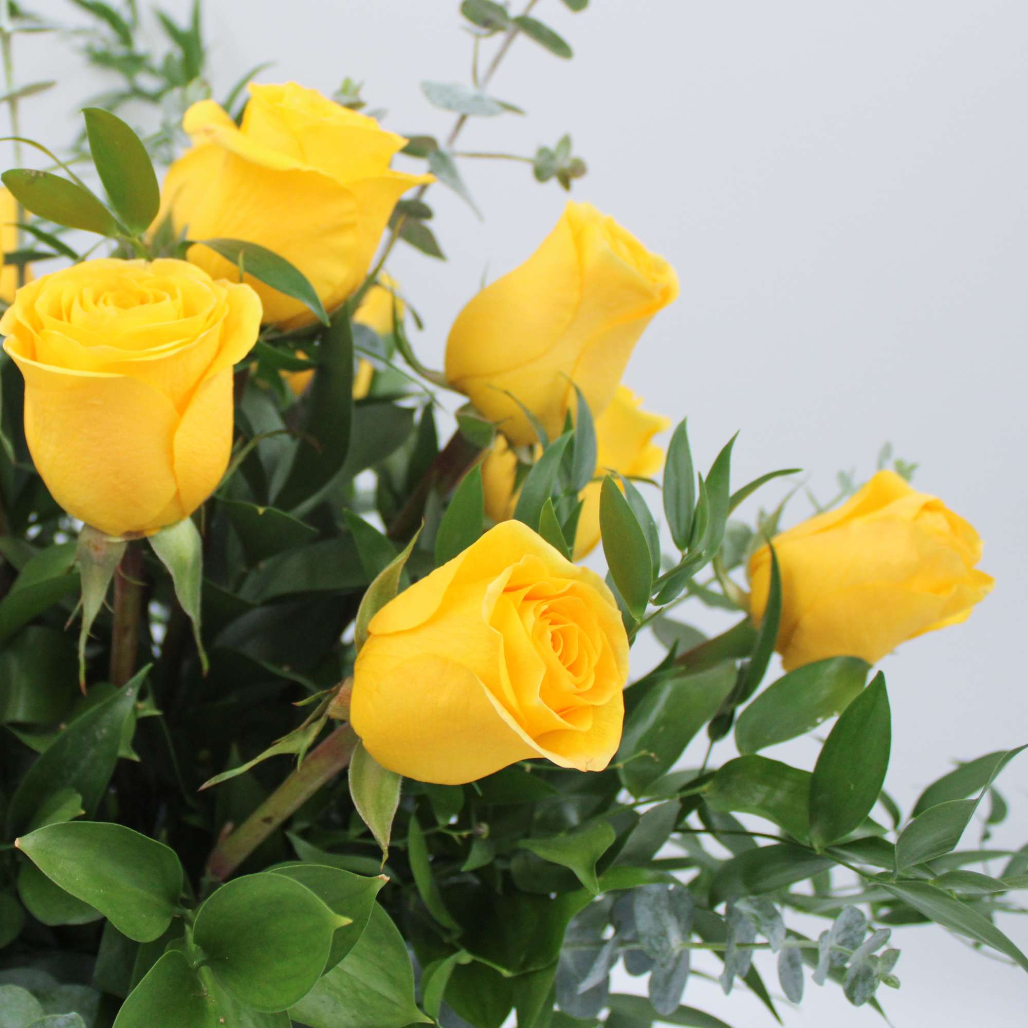 A Classic one dozen Ecuadorian Long Stem Yellow Roses with Ruscus and