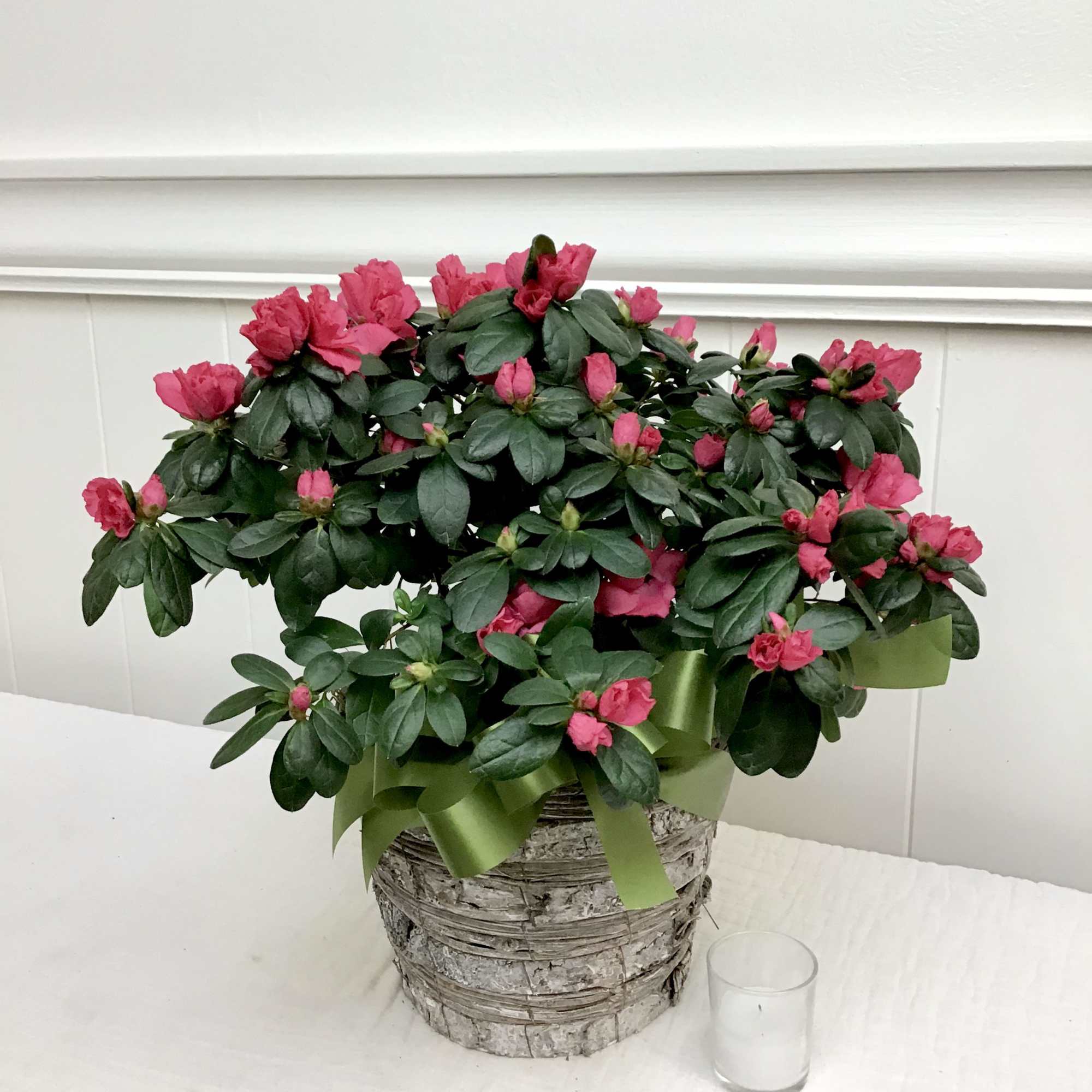Beautiful blooming azalea plant in light-colored basket.  Most are shades of