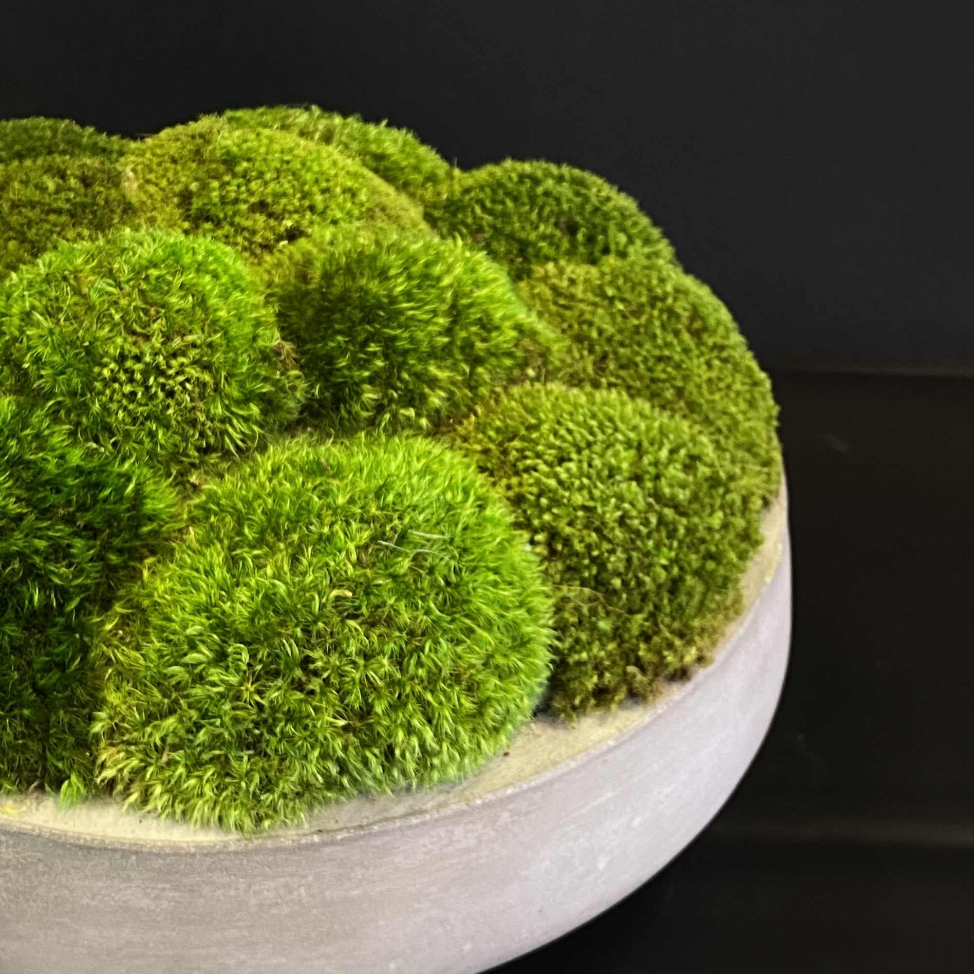 Mood Moss in a concrete bowl