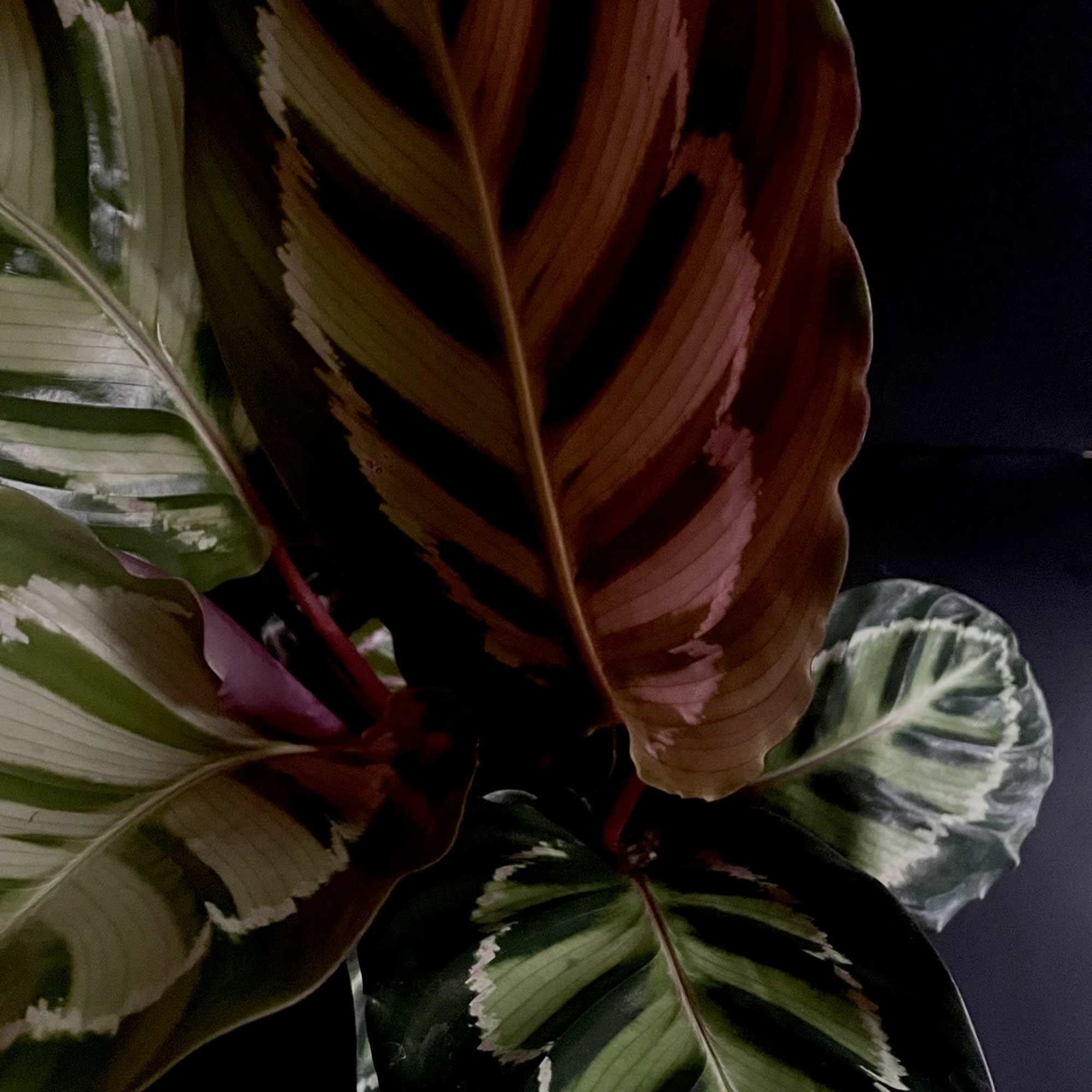 The Calathea Medallion, scientifically known as Calathea veitchiana, is a captivating houseplant