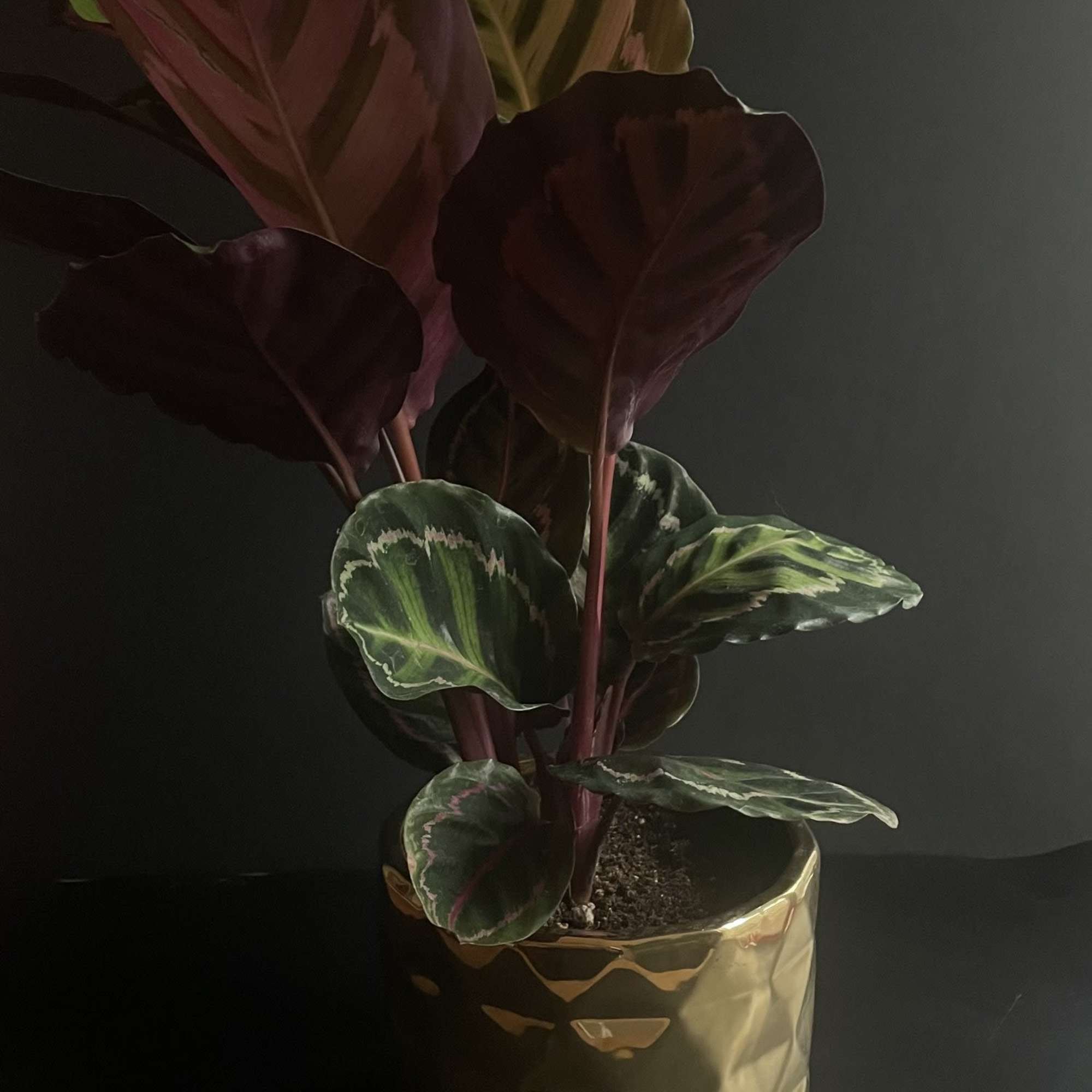 The Calathea Medallion, scientifically known as Calathea veitchiana, is a captivating houseplant