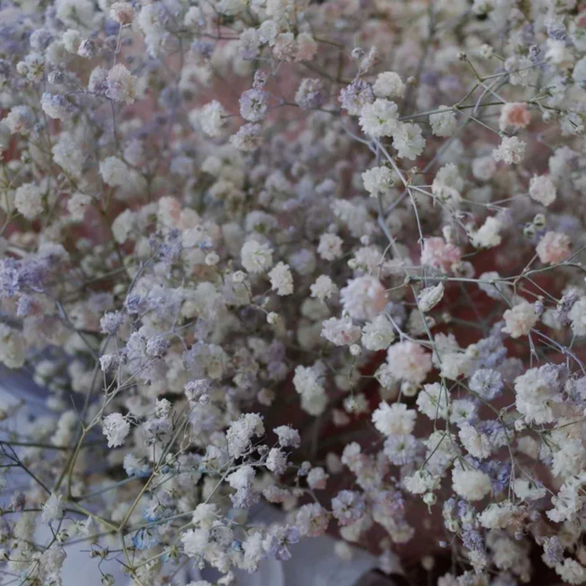 Light as a whisper and soft as a dream, Cloud Kiss features