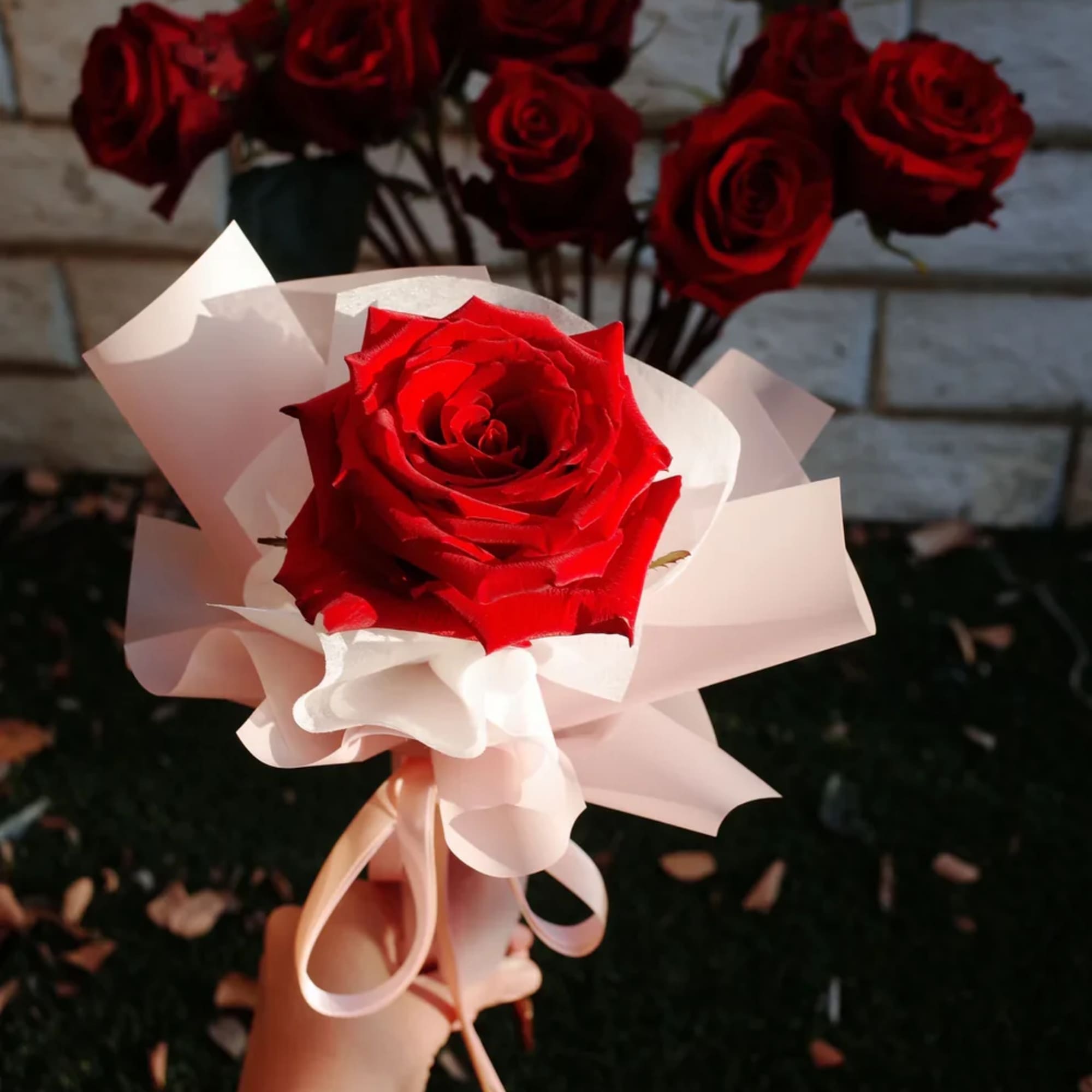 A timeless gesture wrapped in elegance. This single red rose, cradled in
