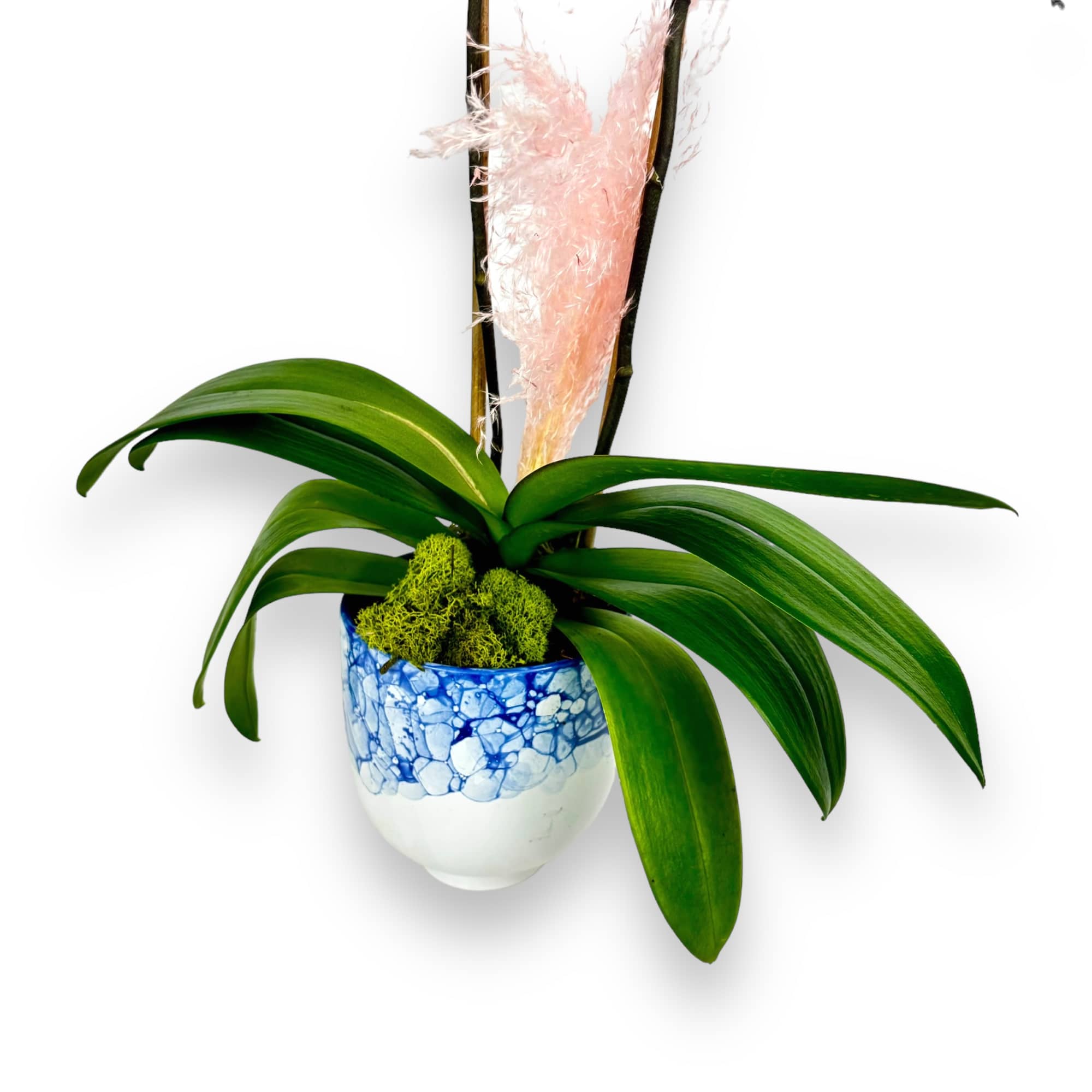  A beautiful two-stemmed purple and white striped Phaelenopsis orchid designed in