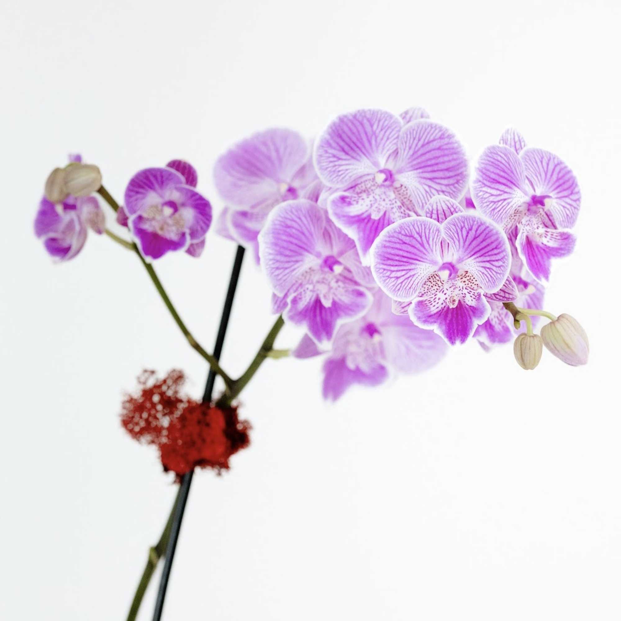 Two stems phalaenopsis orchid plant  in a footed white container. 