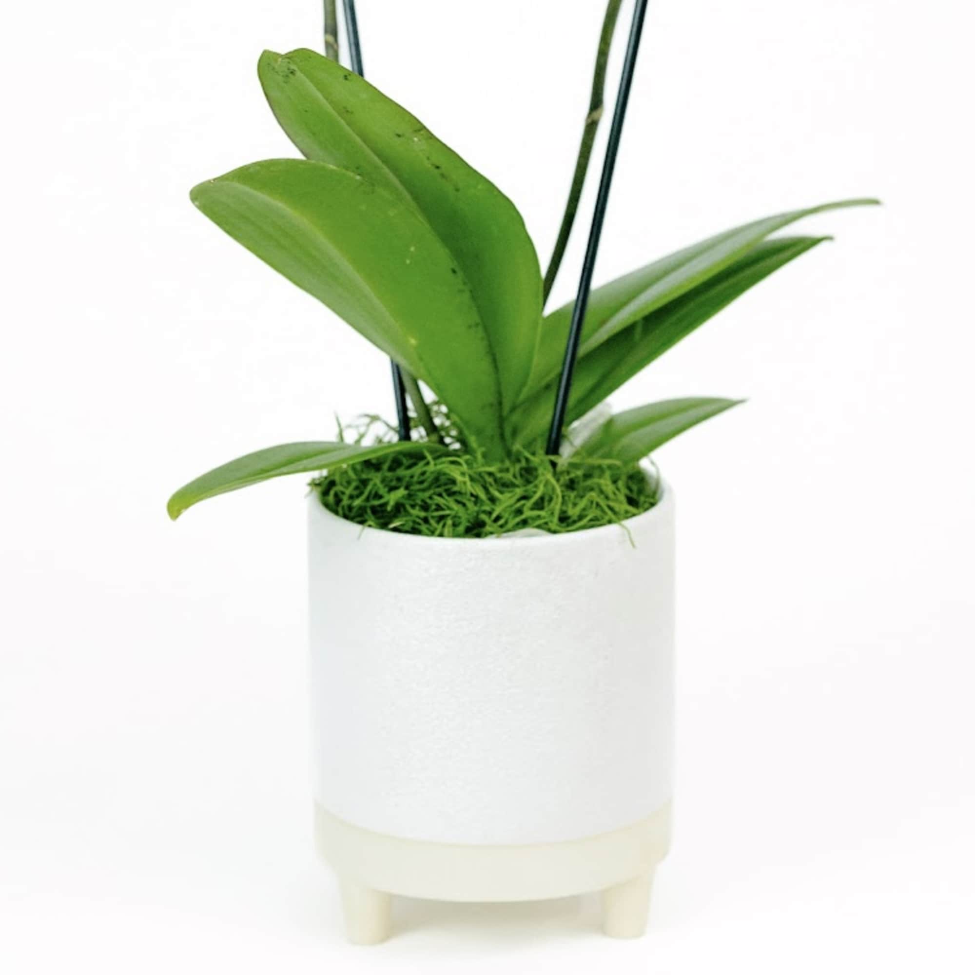 Two stems phalaenopsis orchid plant  in a footed white container. 