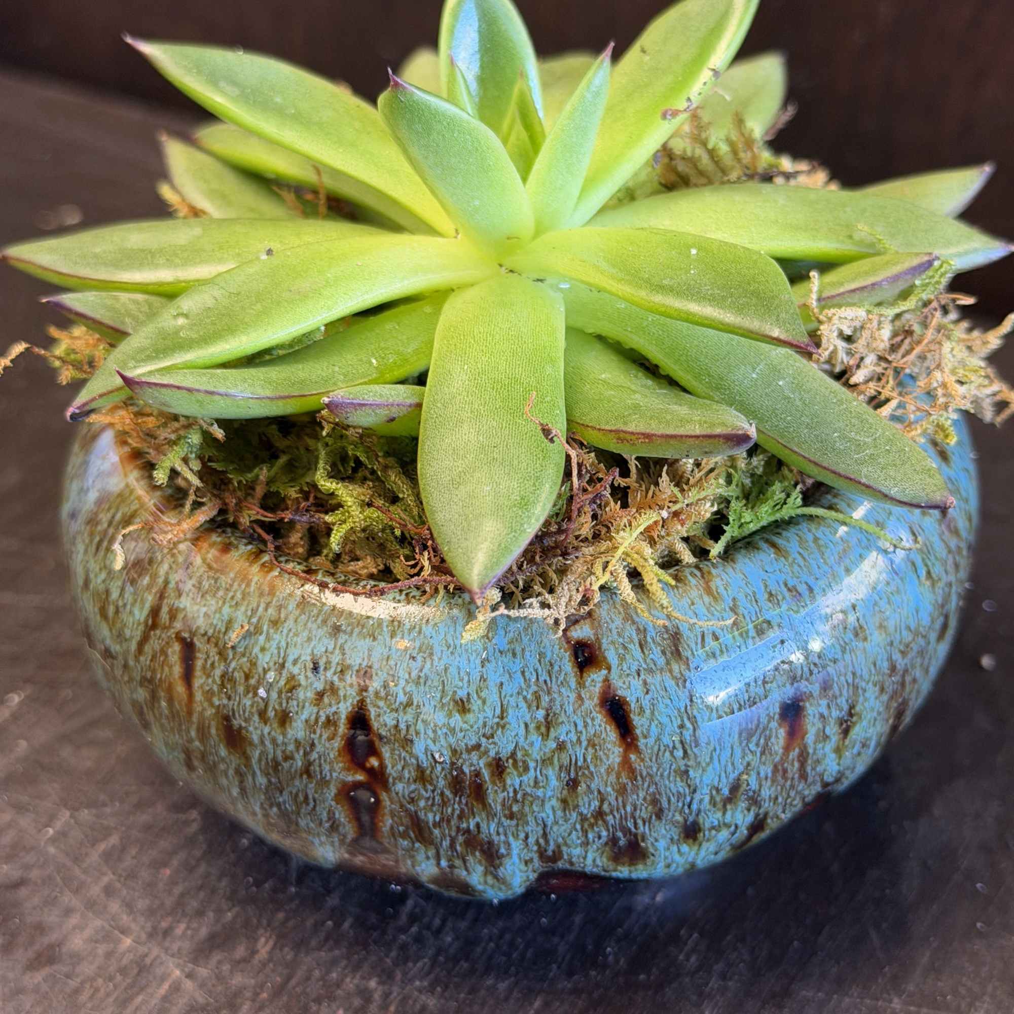 A single succulent nestled in a porcelain pot presents a minimalist and