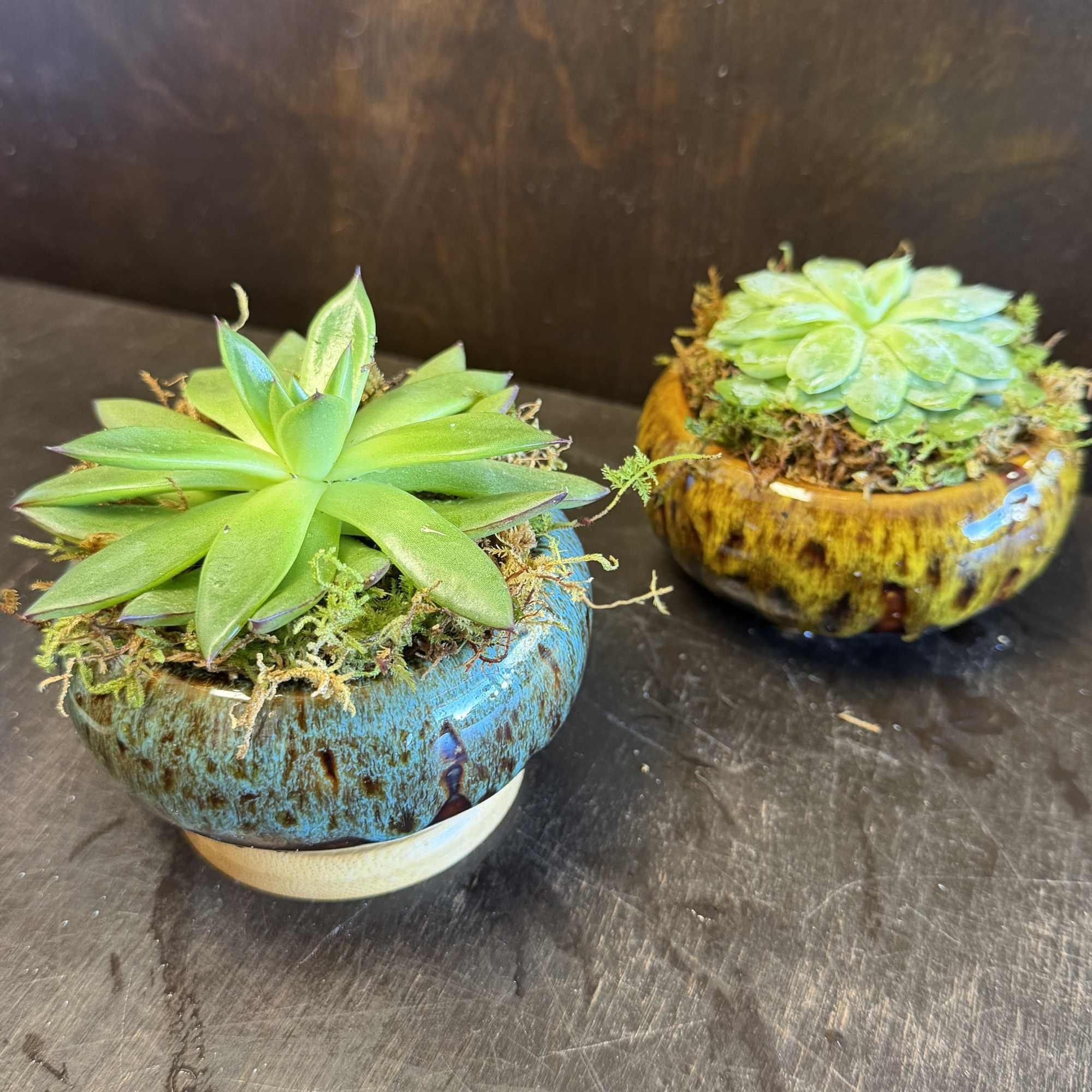 A single succulent nestled in a porcelain pot presents a minimalist and