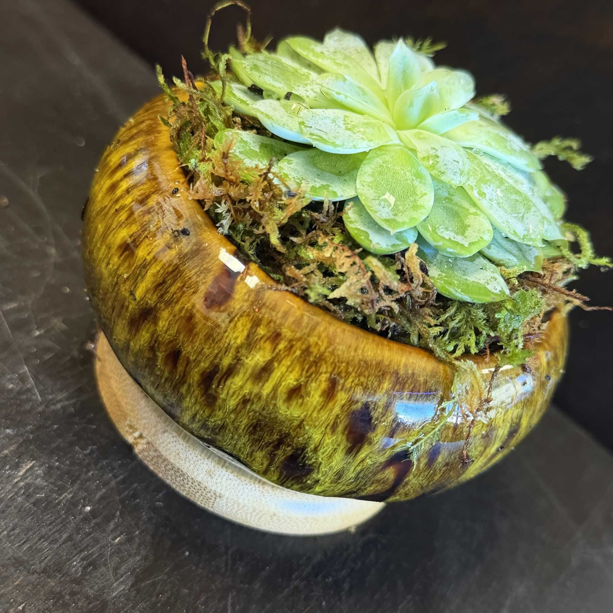 A single succulent nestled in a porcelain pot presents a minimalist and