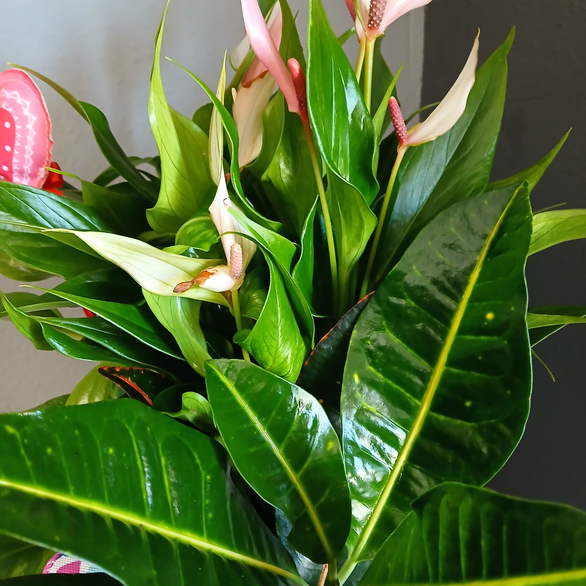 This mix is perfect for anyone looking to beautify a space with