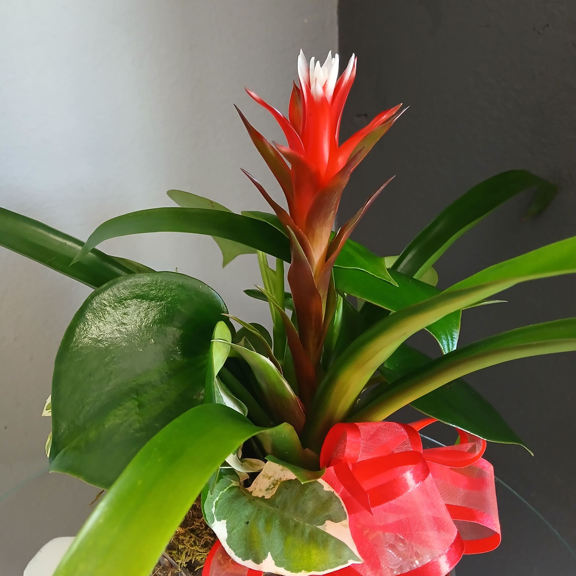 Potted in a beautiful lantern, a red bromeliad, variegated pathos and pepperomia