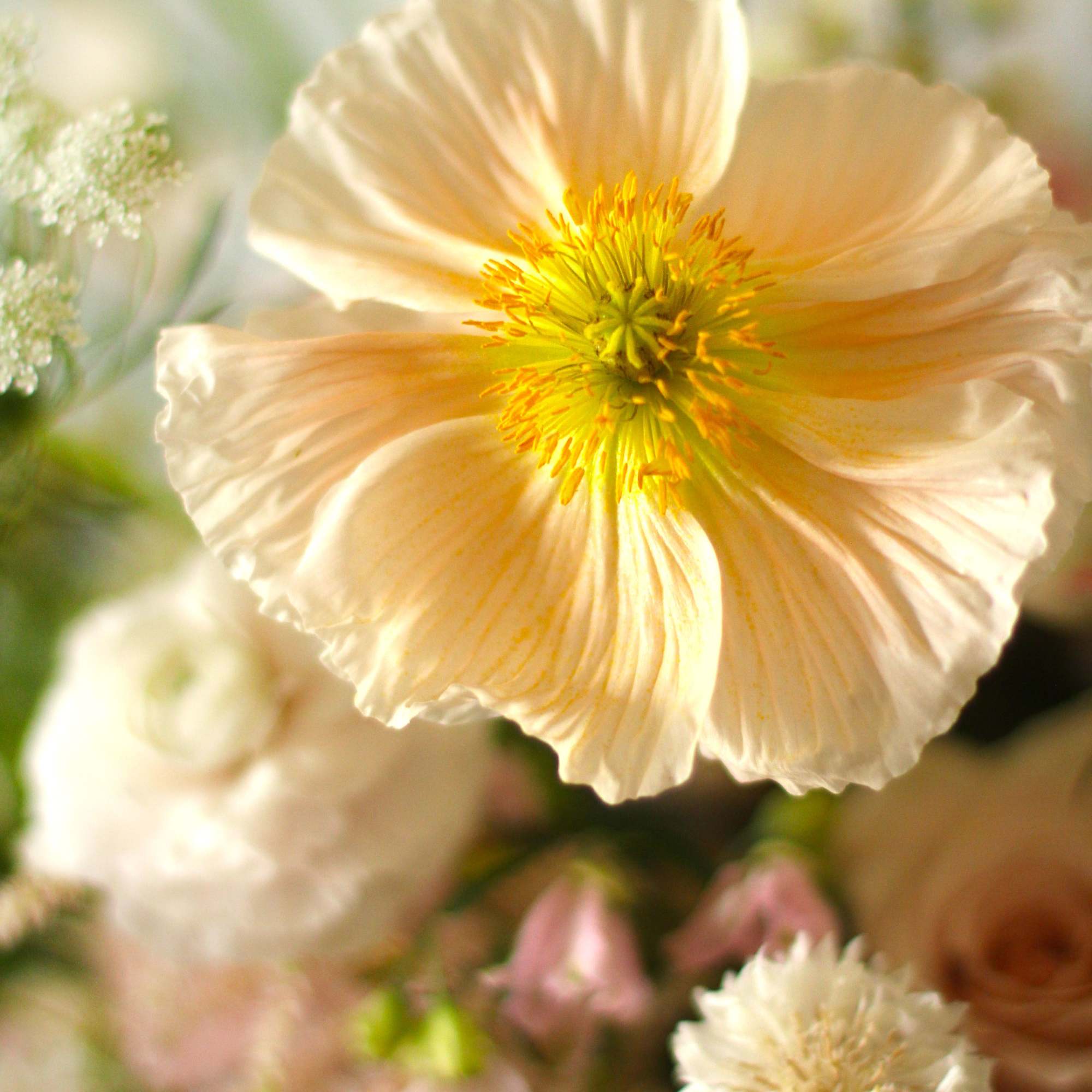 A soft blush, peach, sand color way which express a very gentle