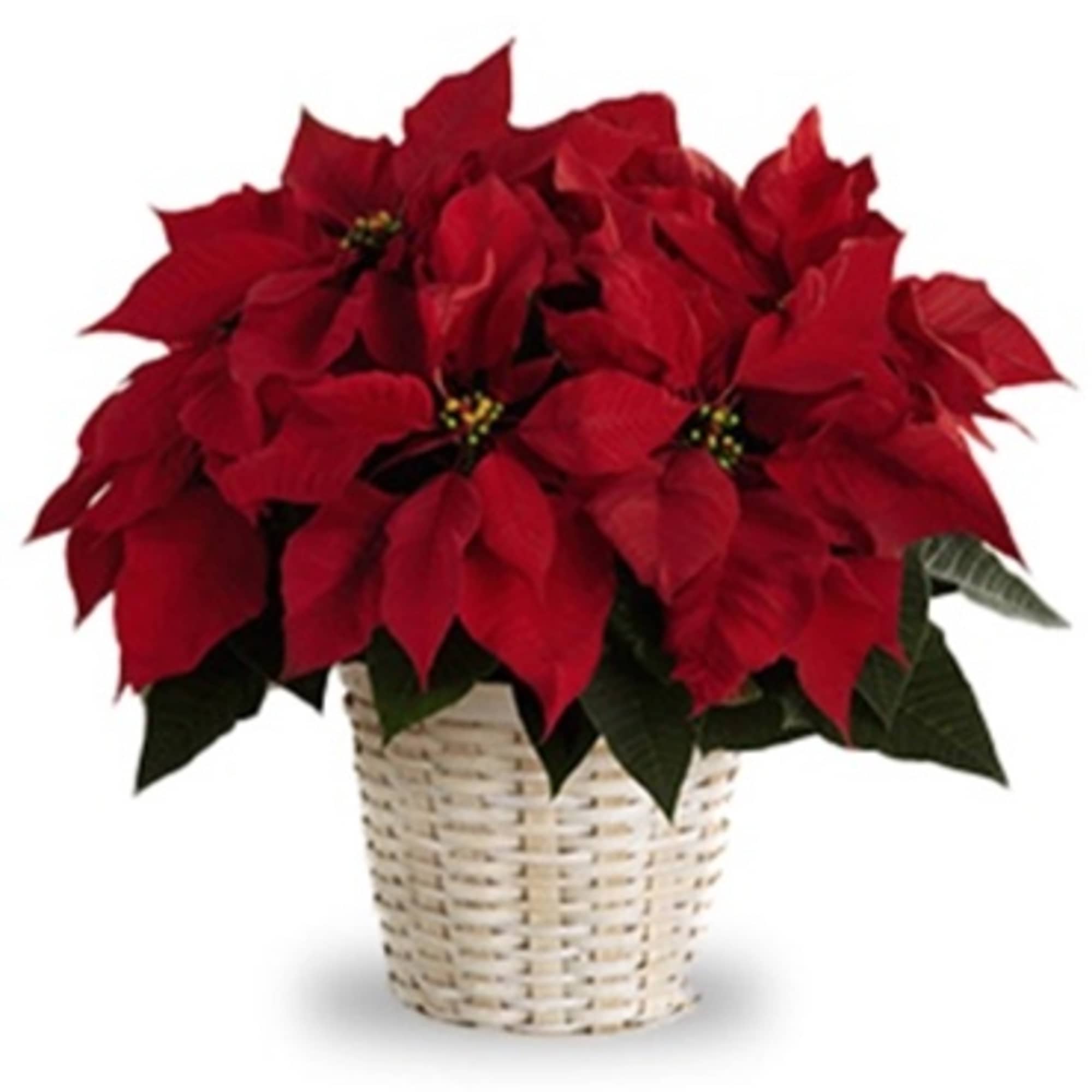 Looking to add a touch of warmth and holiday cheer to your