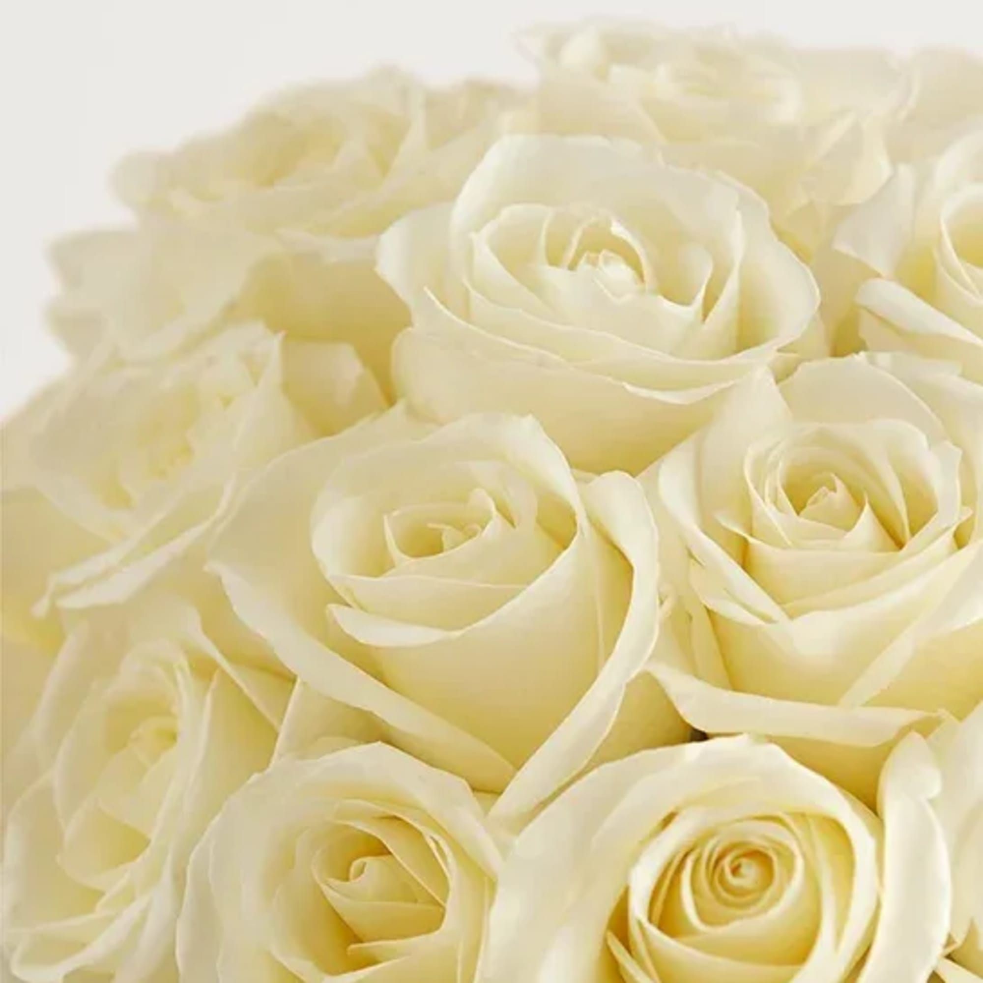 
Classic white roses with a contemporary twist. Our soothing blooms are tightly