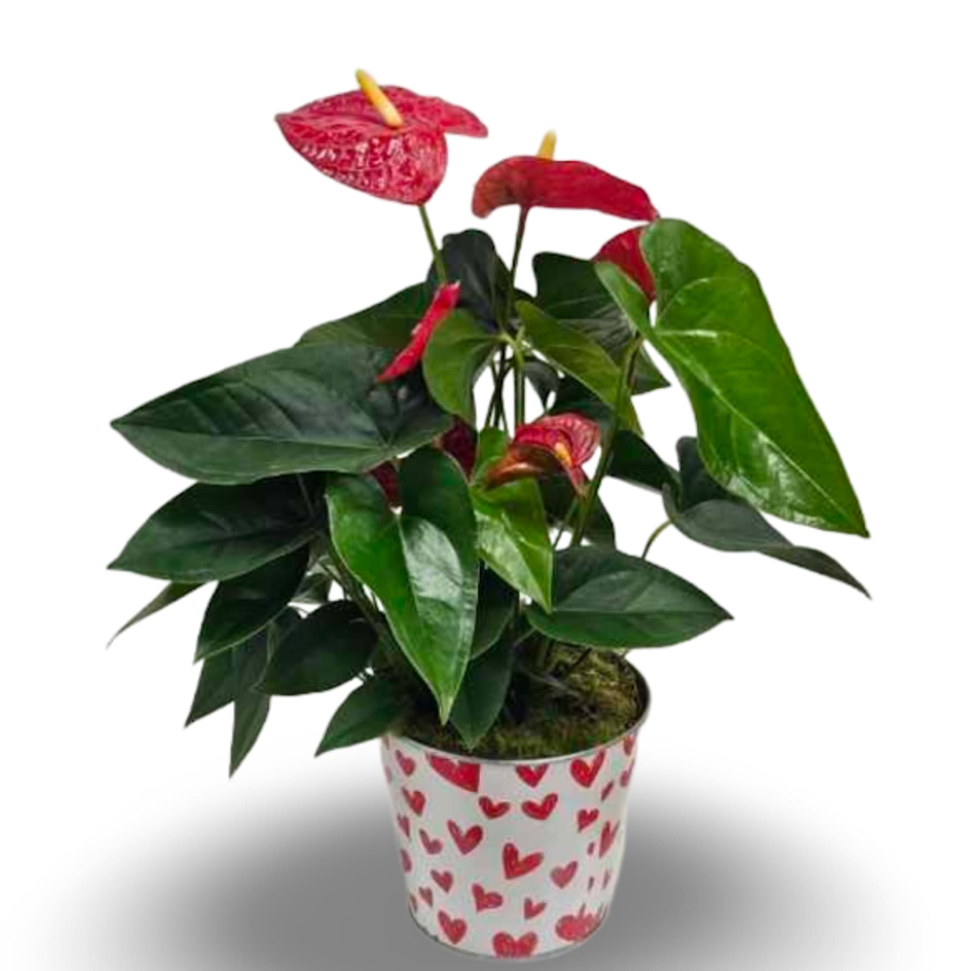 Select this unique 6" red anthurium plant.
Container may vary.