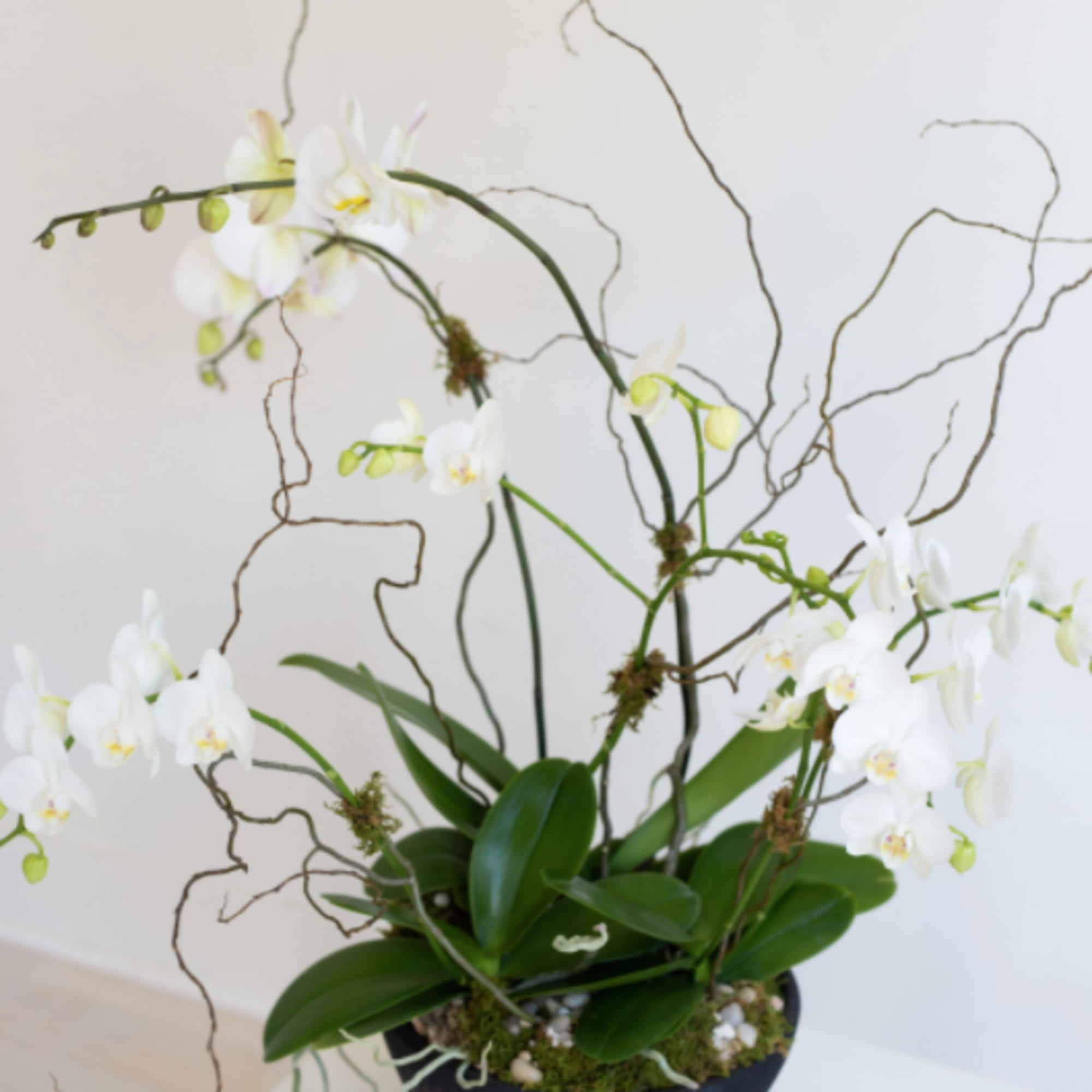 This spectacular orchid planter is teeming with phalaenopsis blooms (locally grown in
