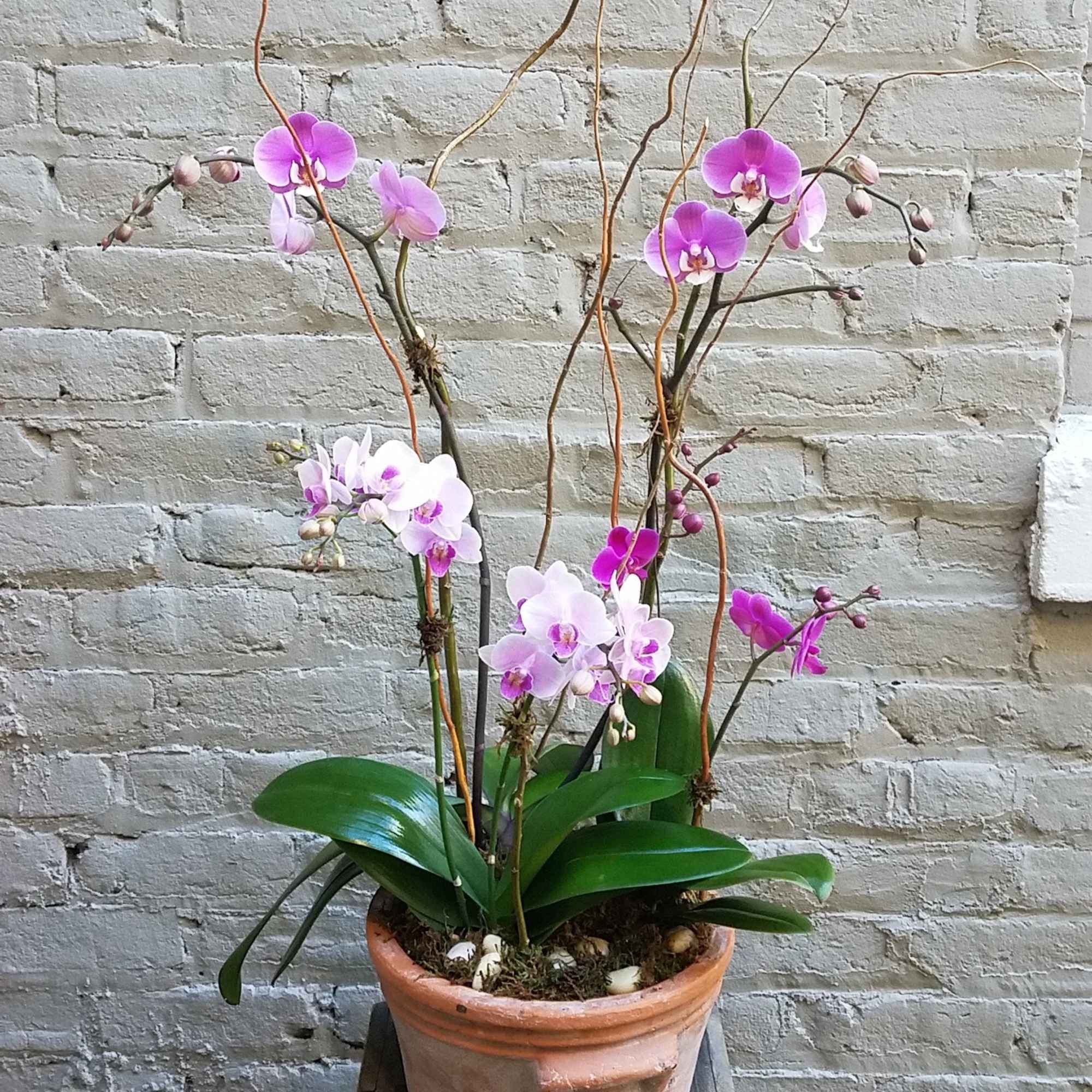 This spectacular orchid planter is teeming with phalaenopsis blooms (locally grown in