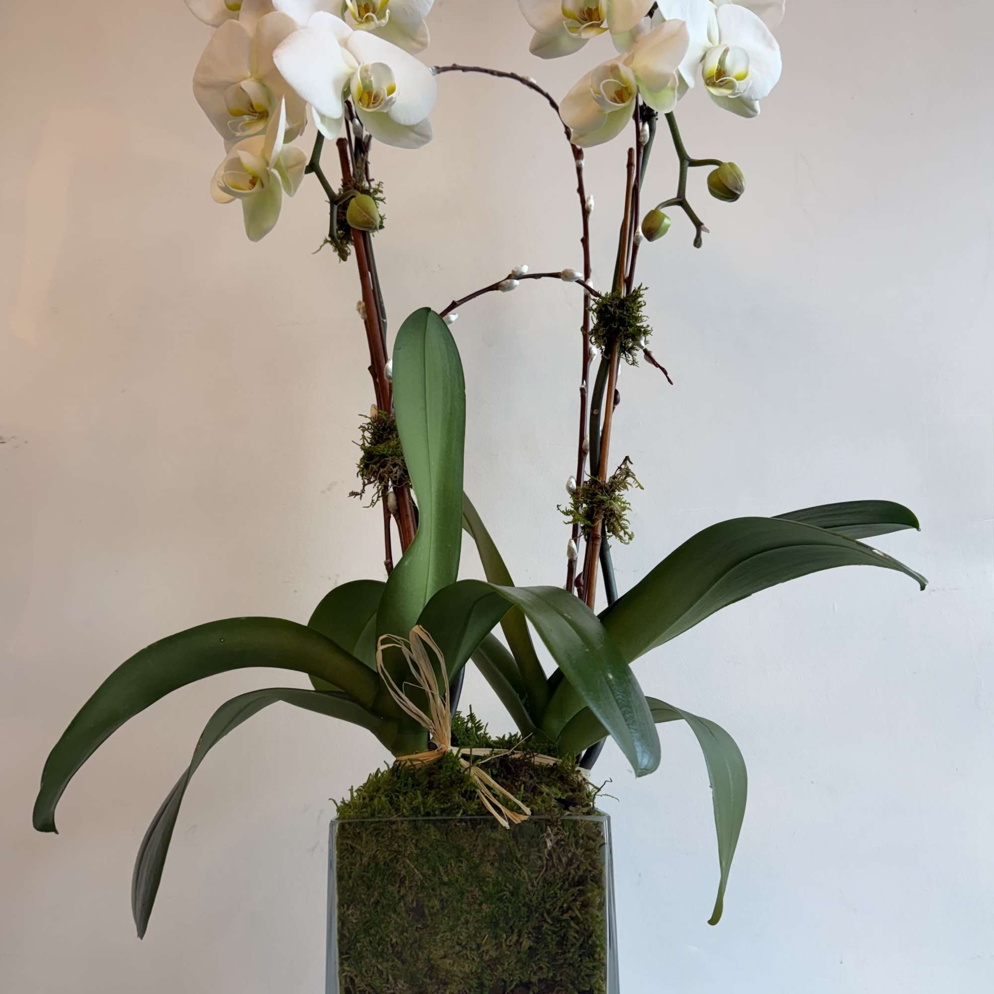 cascade orchid with willow and fresh green moss
