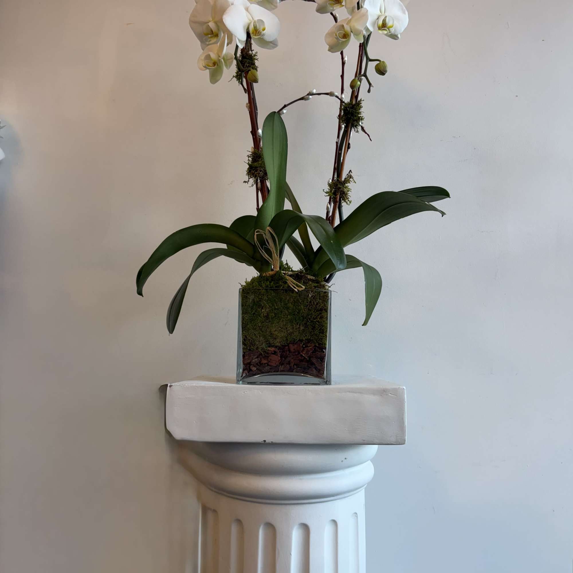 cascade orchid with willow and fresh green moss