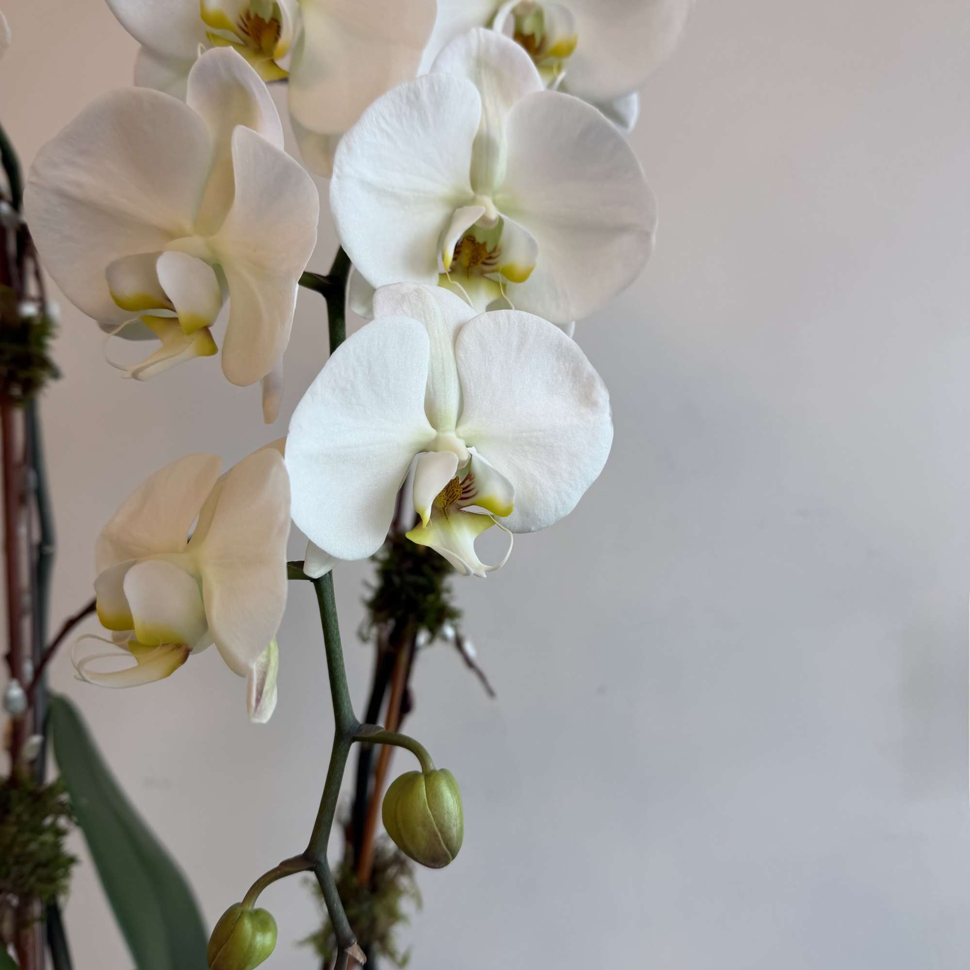 cascade orchid with willow and fresh green moss