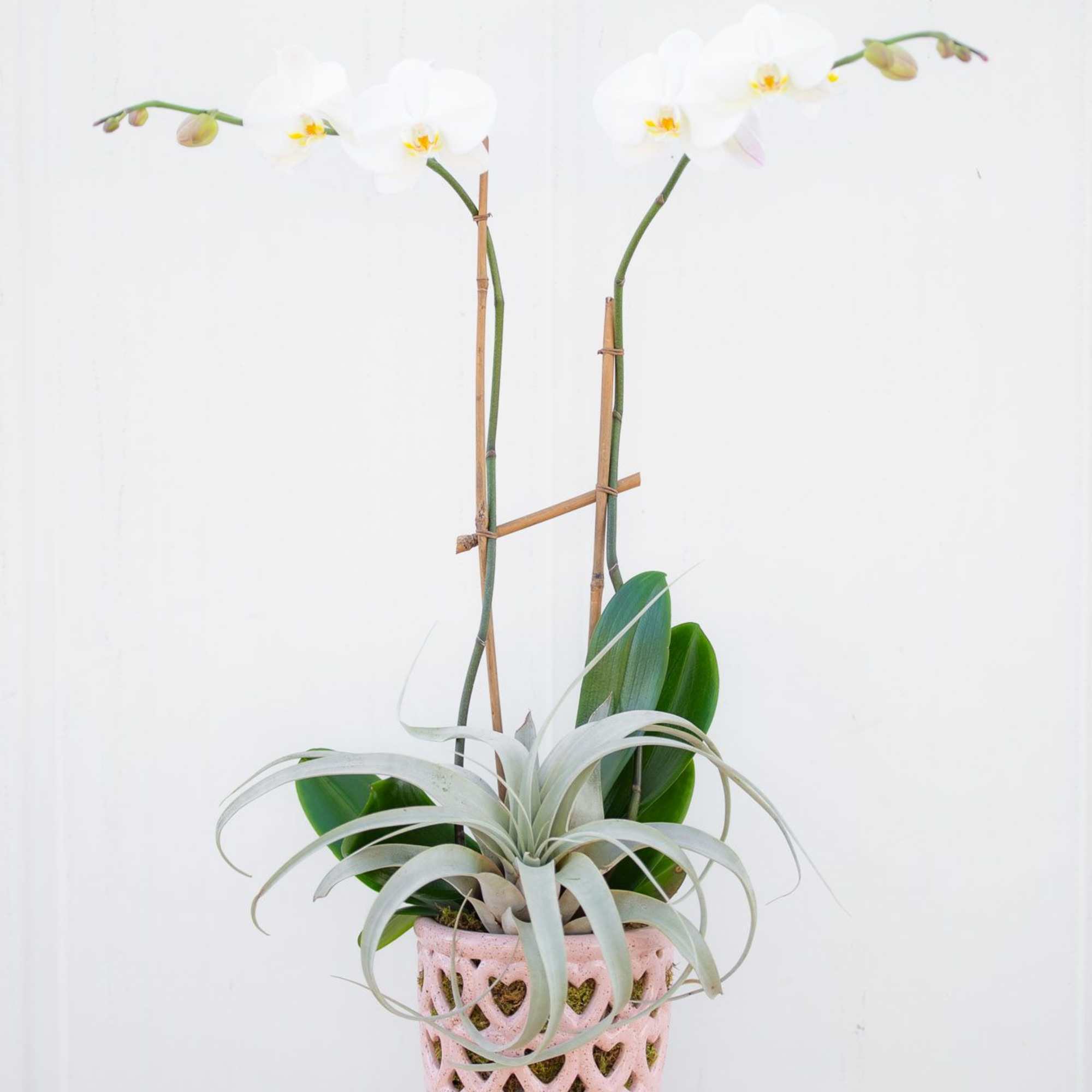 Double white Phalaenopsis orchid plant in an exclusive ceramic vase with hearts.