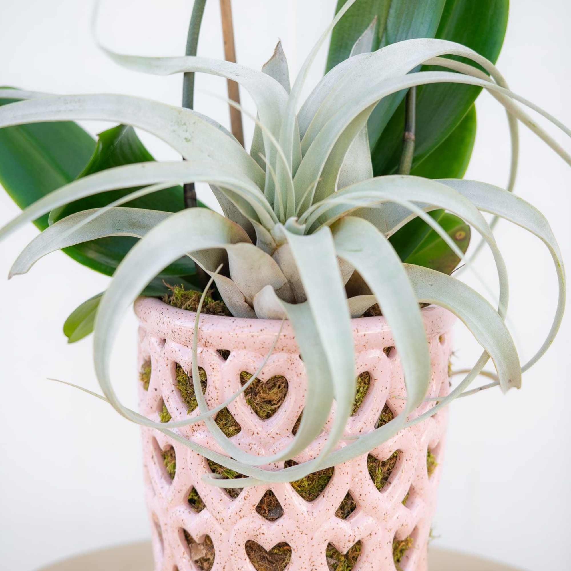 Double white Phalaenopsis orchid plant in an exclusive ceramic vase with hearts.