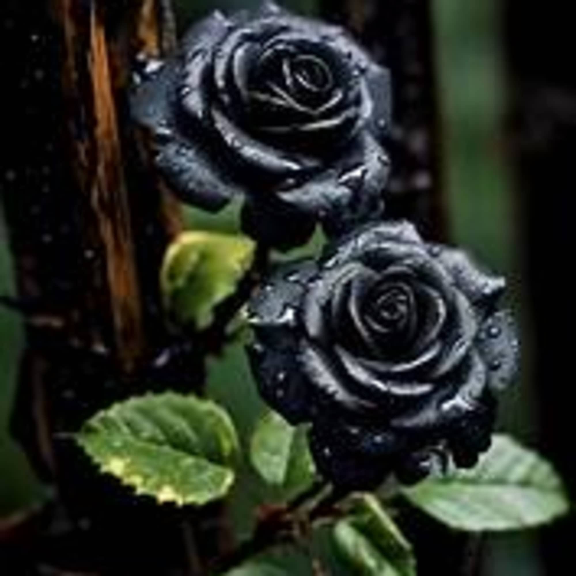 Not your mama&rsquo;s roses. 
Our black glitter roses are bold, dramatic, and