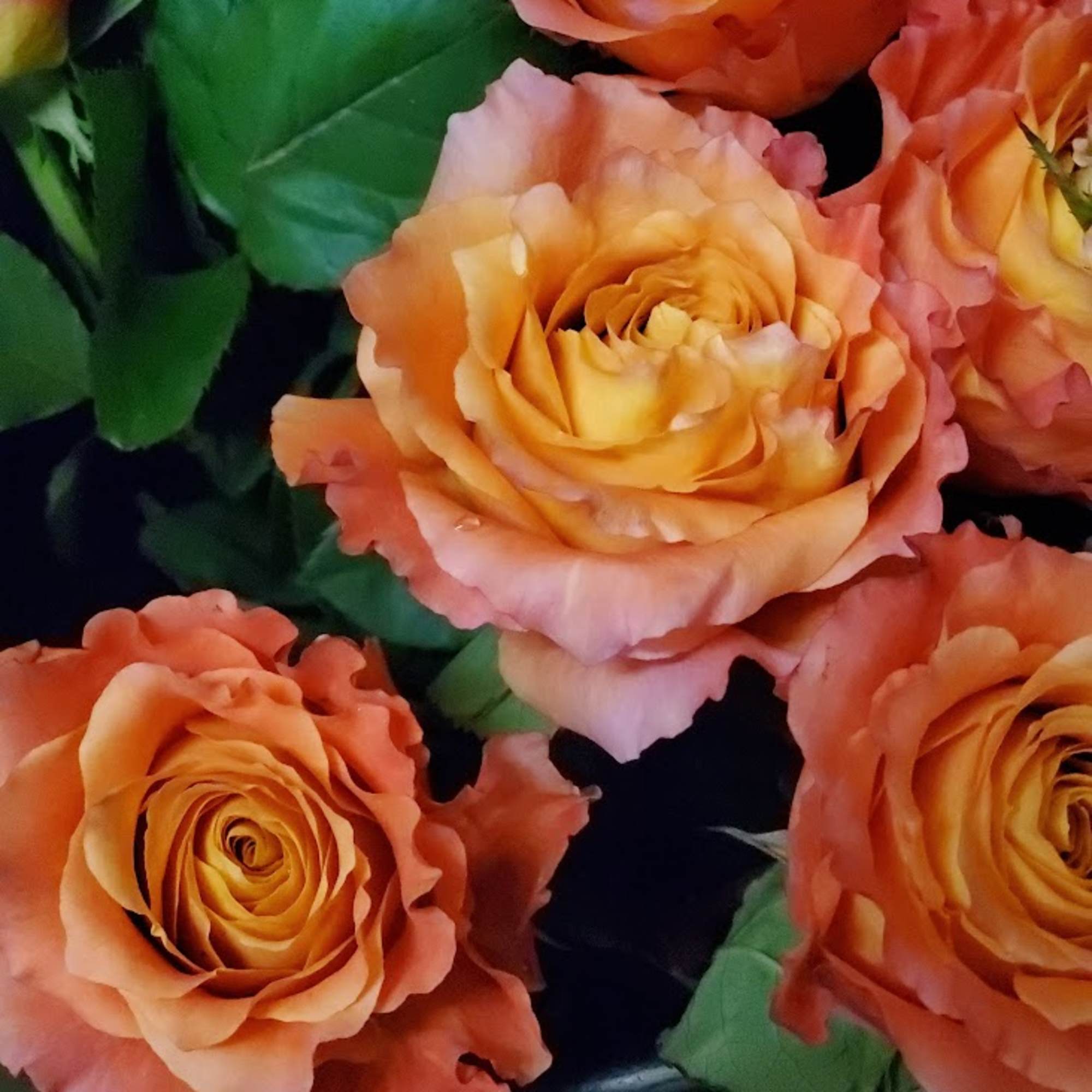 Red! White! Pink! Hot Pink! Yellow! Lavender! Orange! Bi-Colors! Roses come in