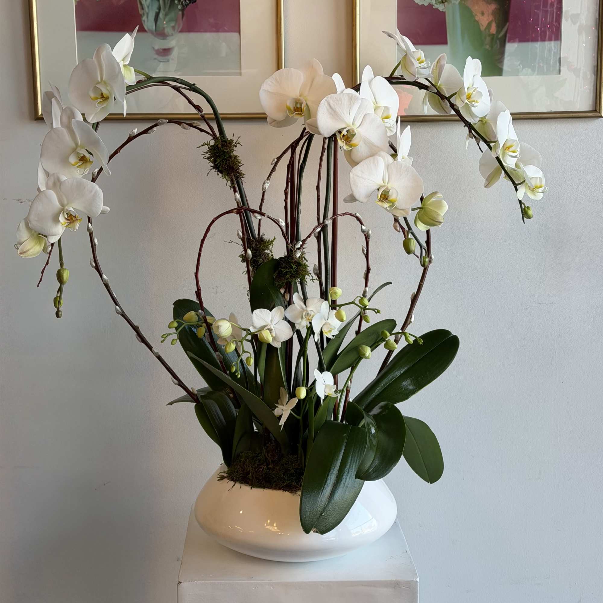 cascade white orchid with fresh green moss in beautiful vase

