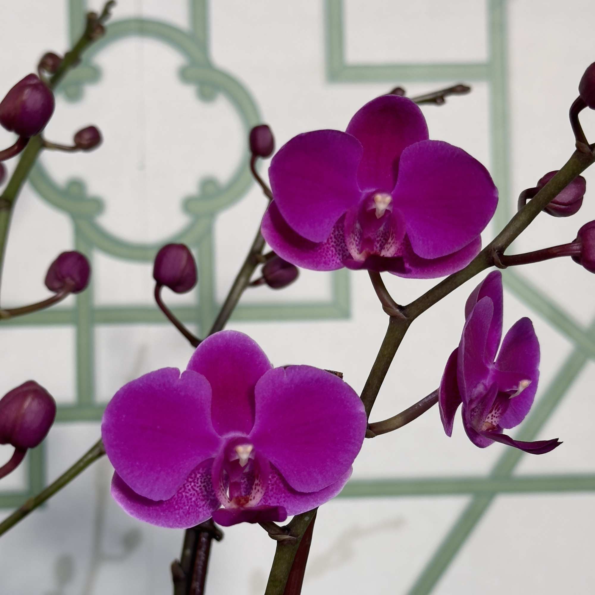 Beautiful mini phalaenopsis orchids in a beautiful ceramic pot.
*Color of orchid &amp;