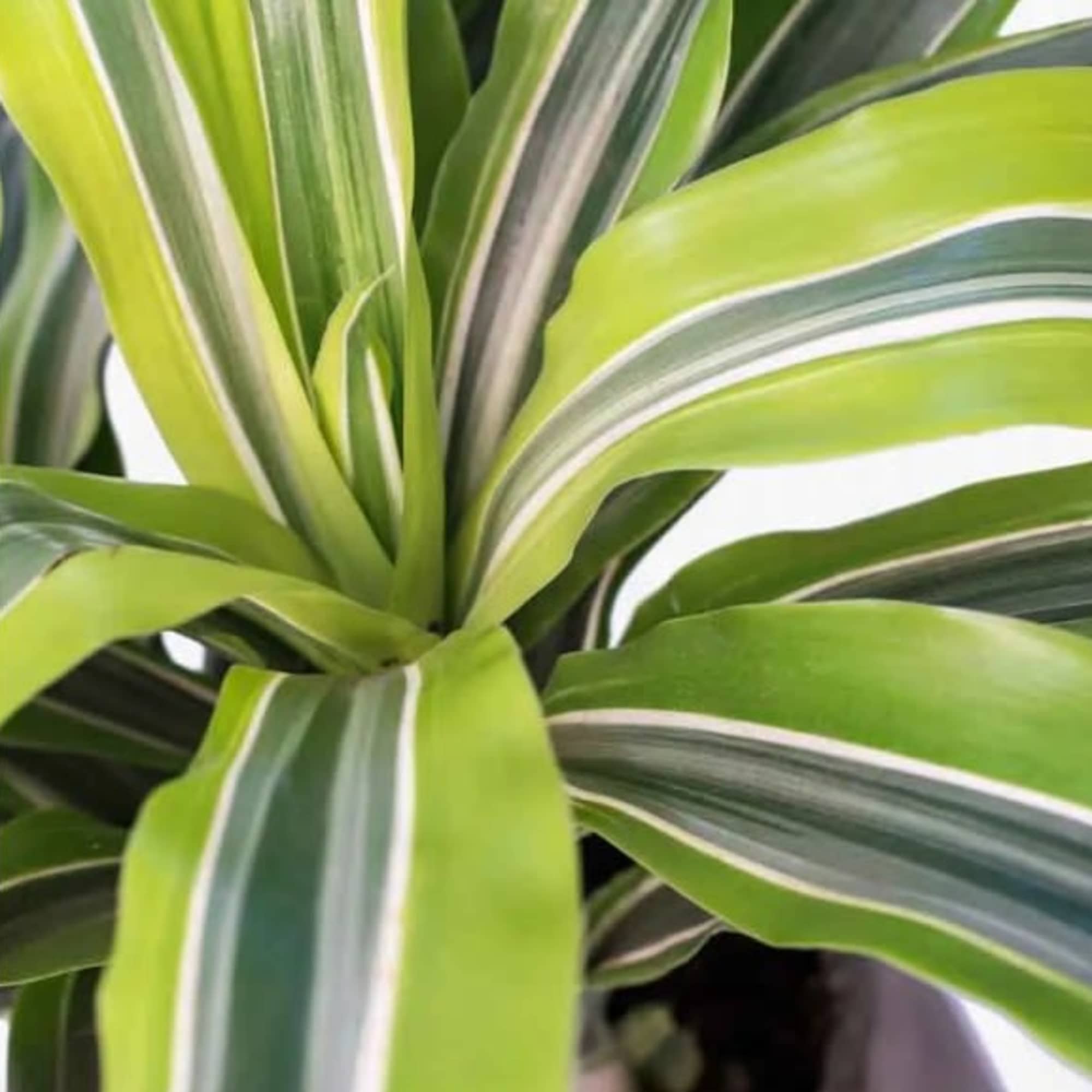This 10" Dracaena Lemon Lime Houseplant is sure to stand out with
