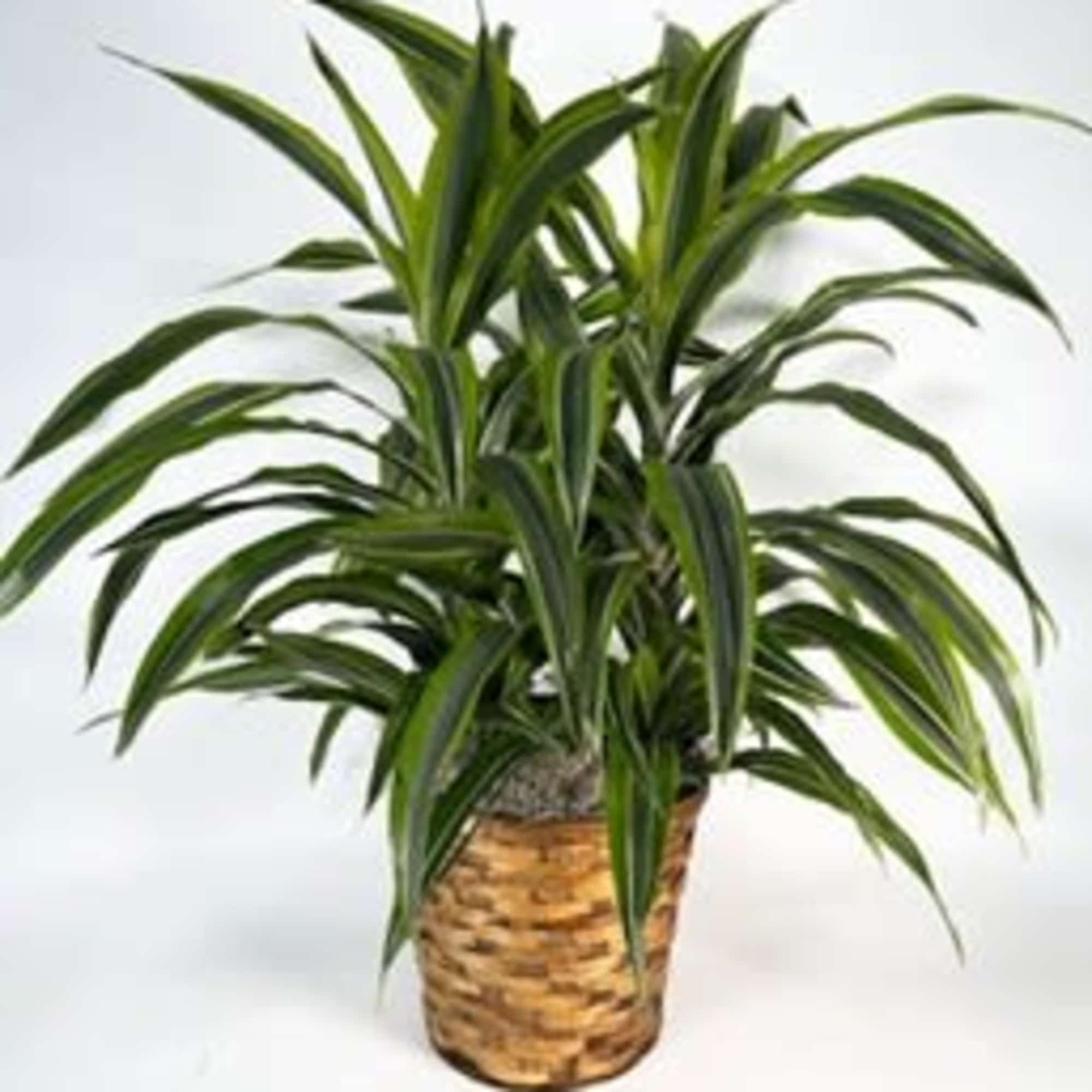 This 10" Dracaena Lemon Lime Houseplant is sure to stand out with