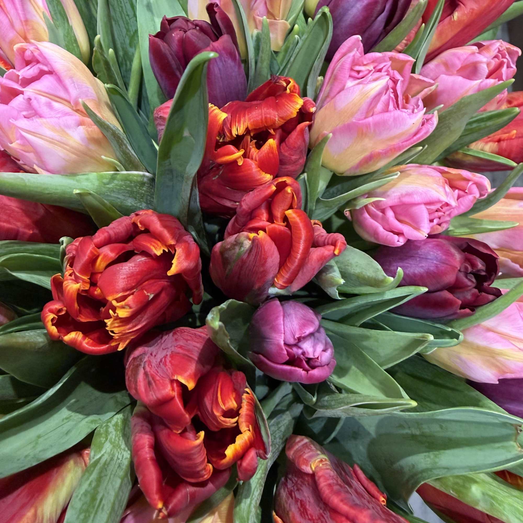 A gathering of deep red, hot pink and strong purple tulips, waiting
