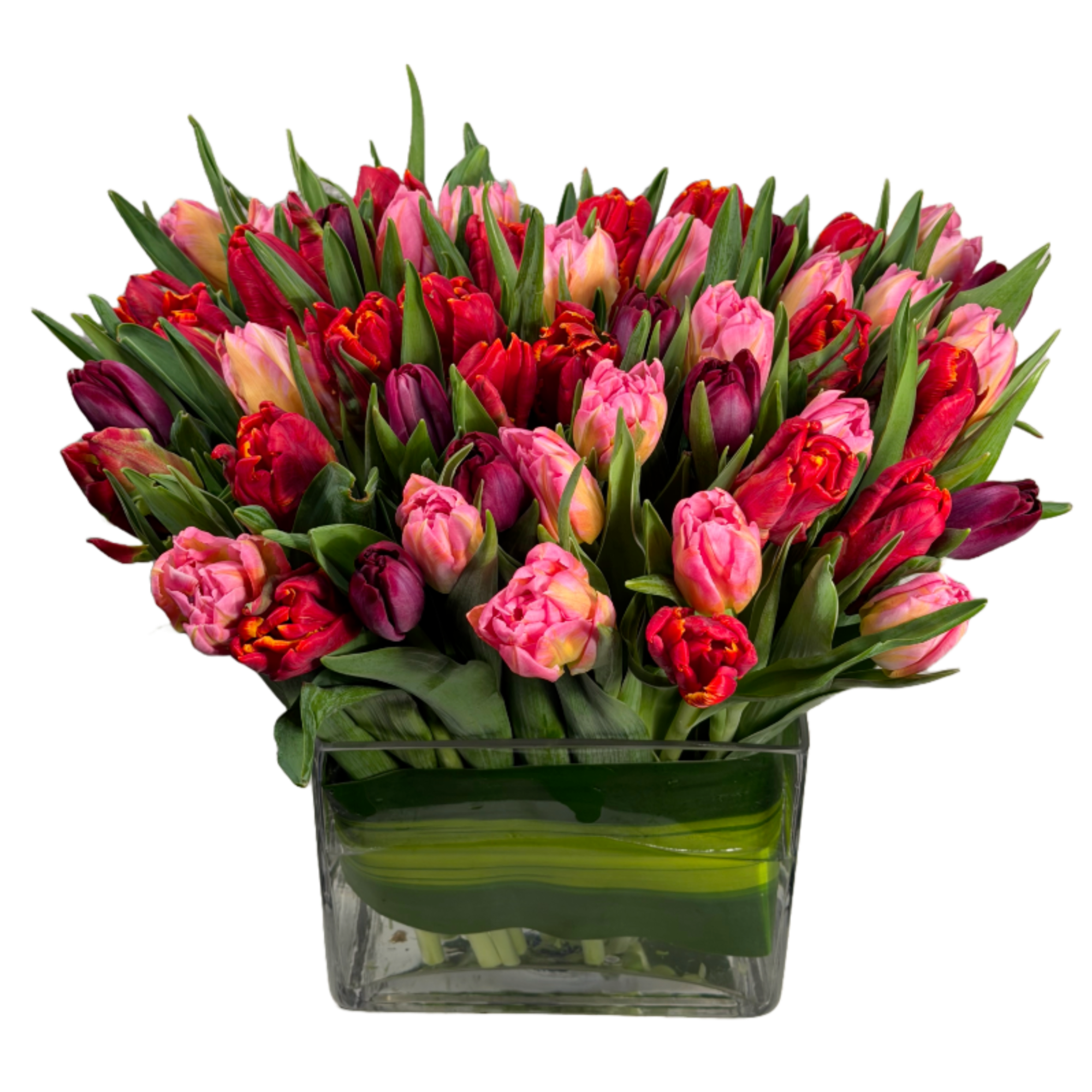 A gathering of deep red, hot pink and strong purple tulips, waiting