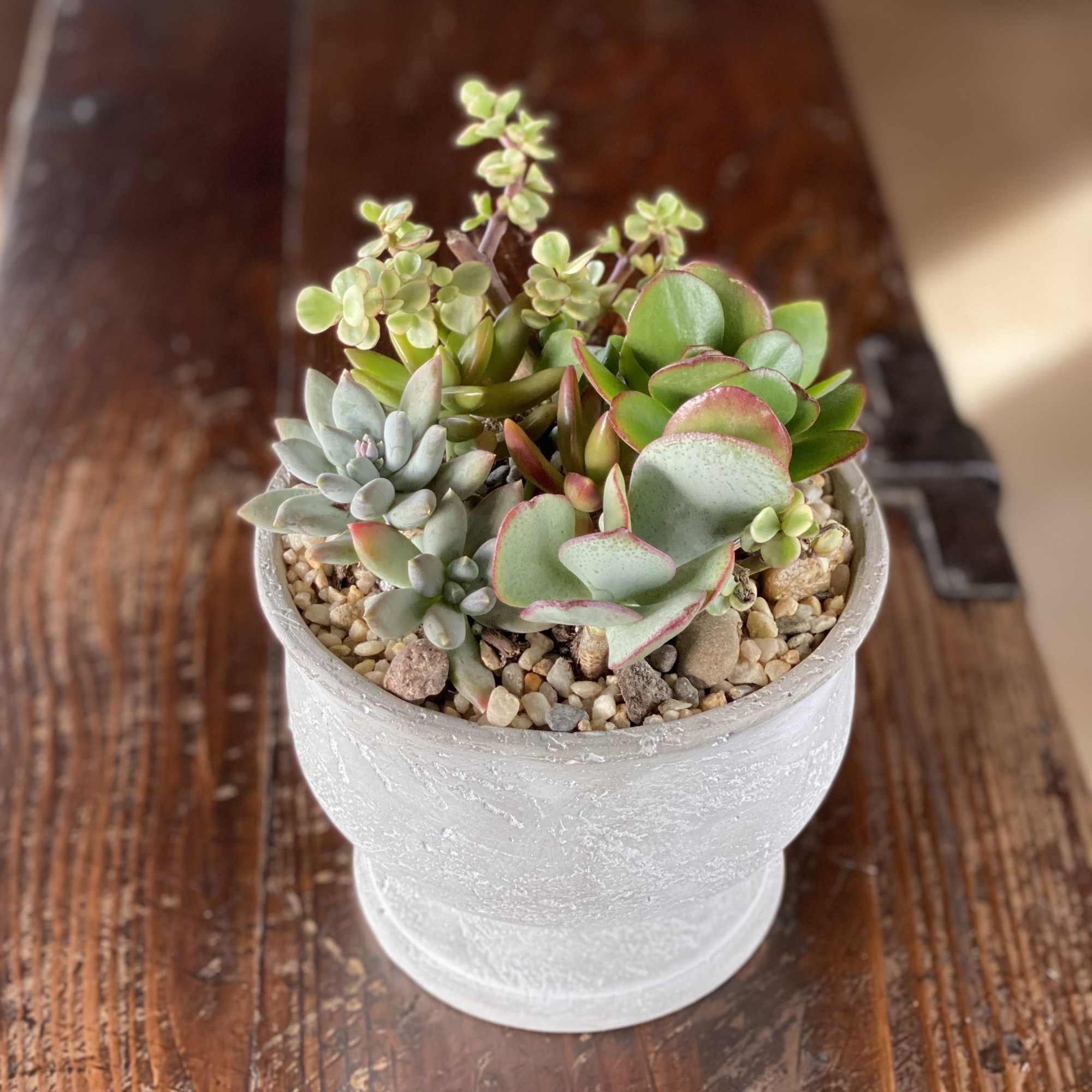 A beautiful variety of small succulents with stones and pebbles, much like