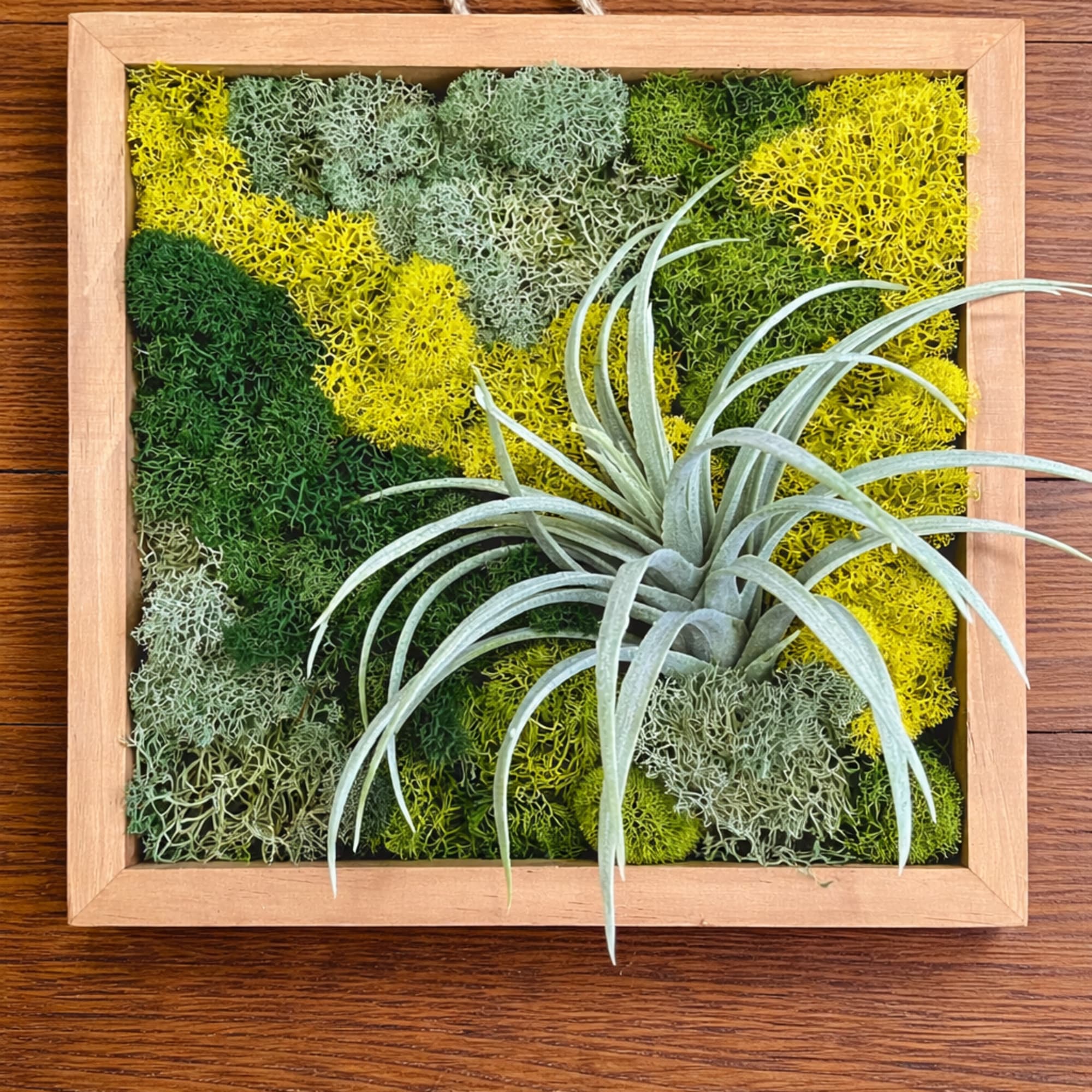 Beautiful synthetic moss and air plants enclosed in a wooden frame 8&rdquo;x